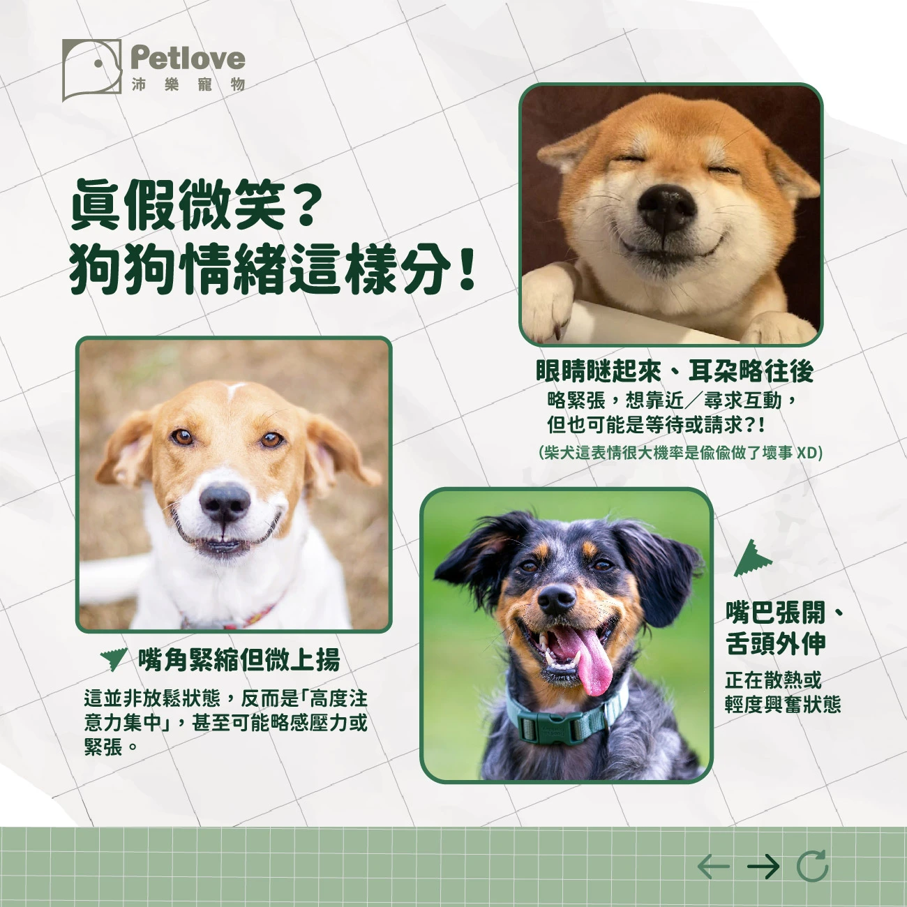 狗狗會微笑嗎？從表情判斷情緒與壓力