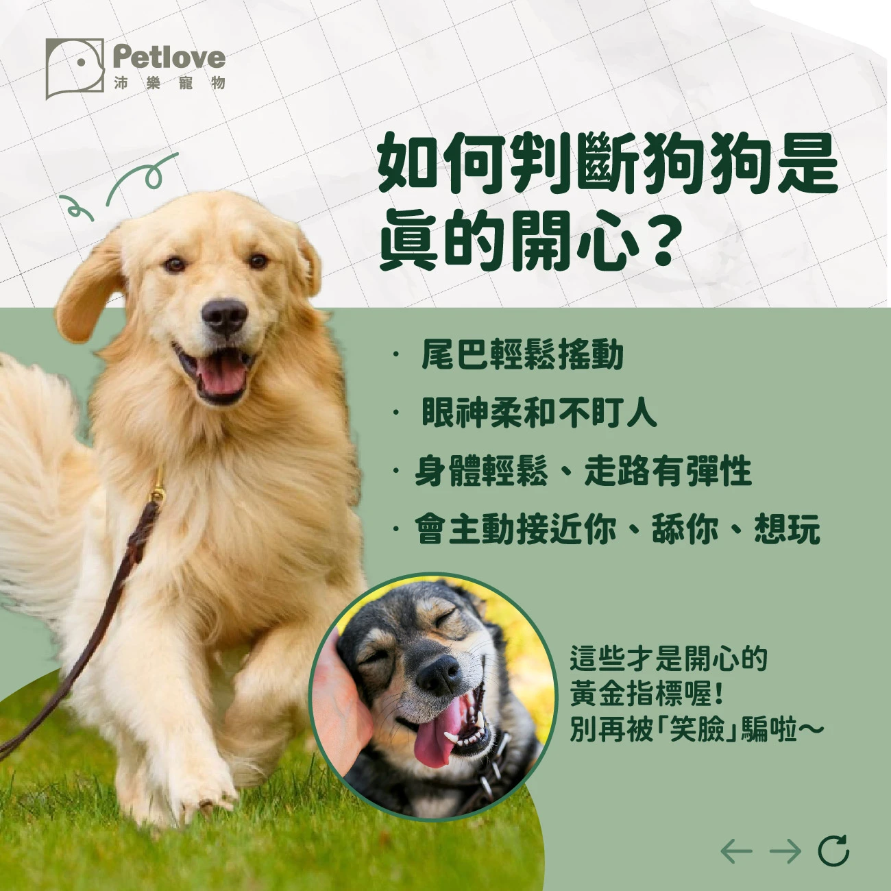 狗狗會微笑嗎？從表情判斷情緒與壓力