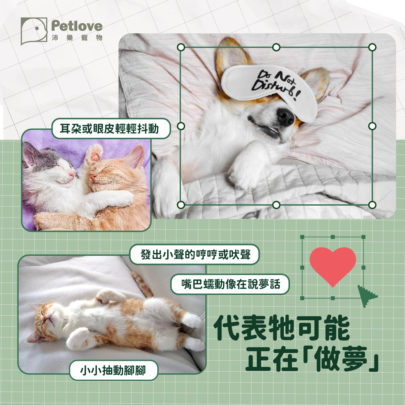 寵物會做夢嗎?狗狗貓咪睡眠與 REM 解析