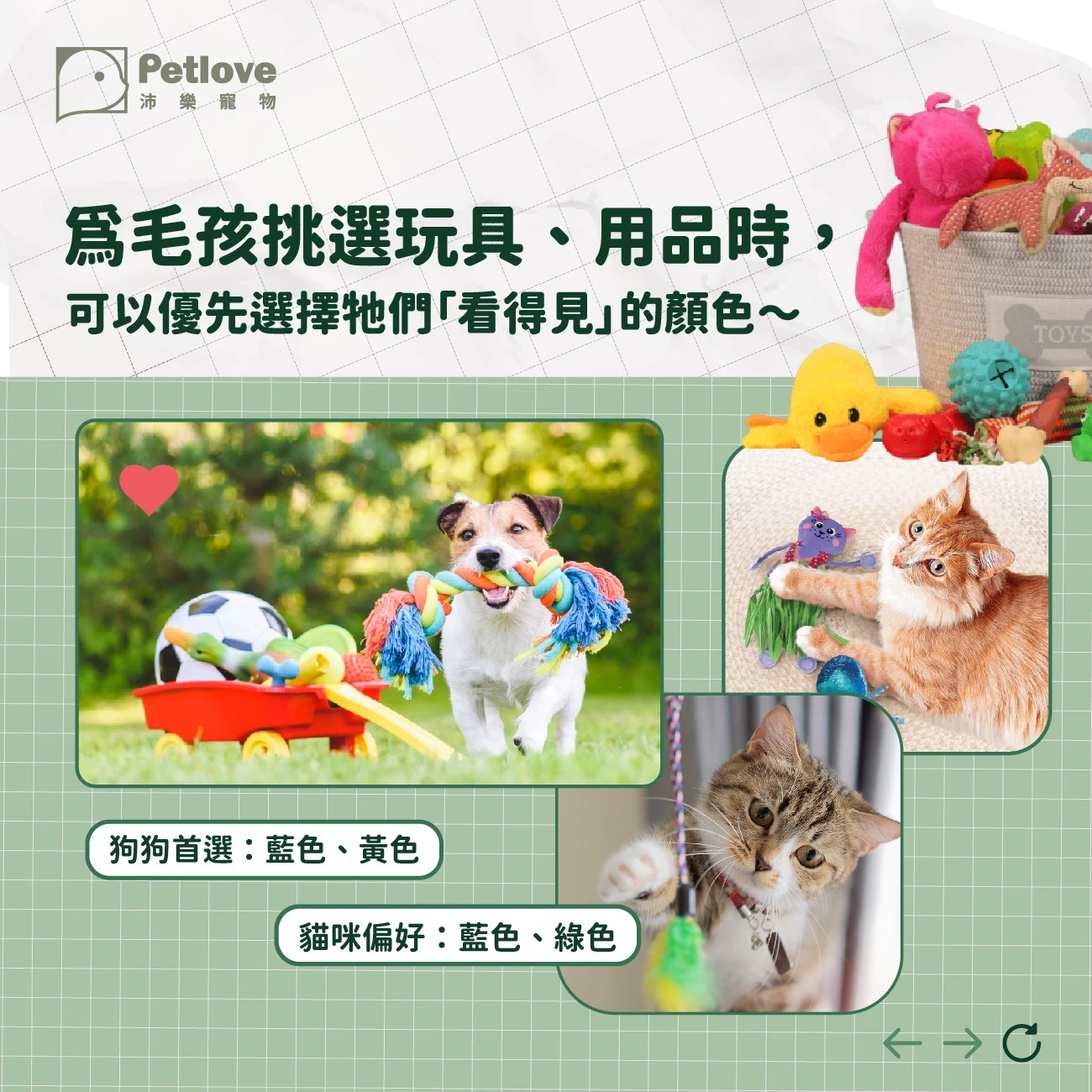 毛孩是色盲嗎?狗狗貓咪眼中的顏色世界