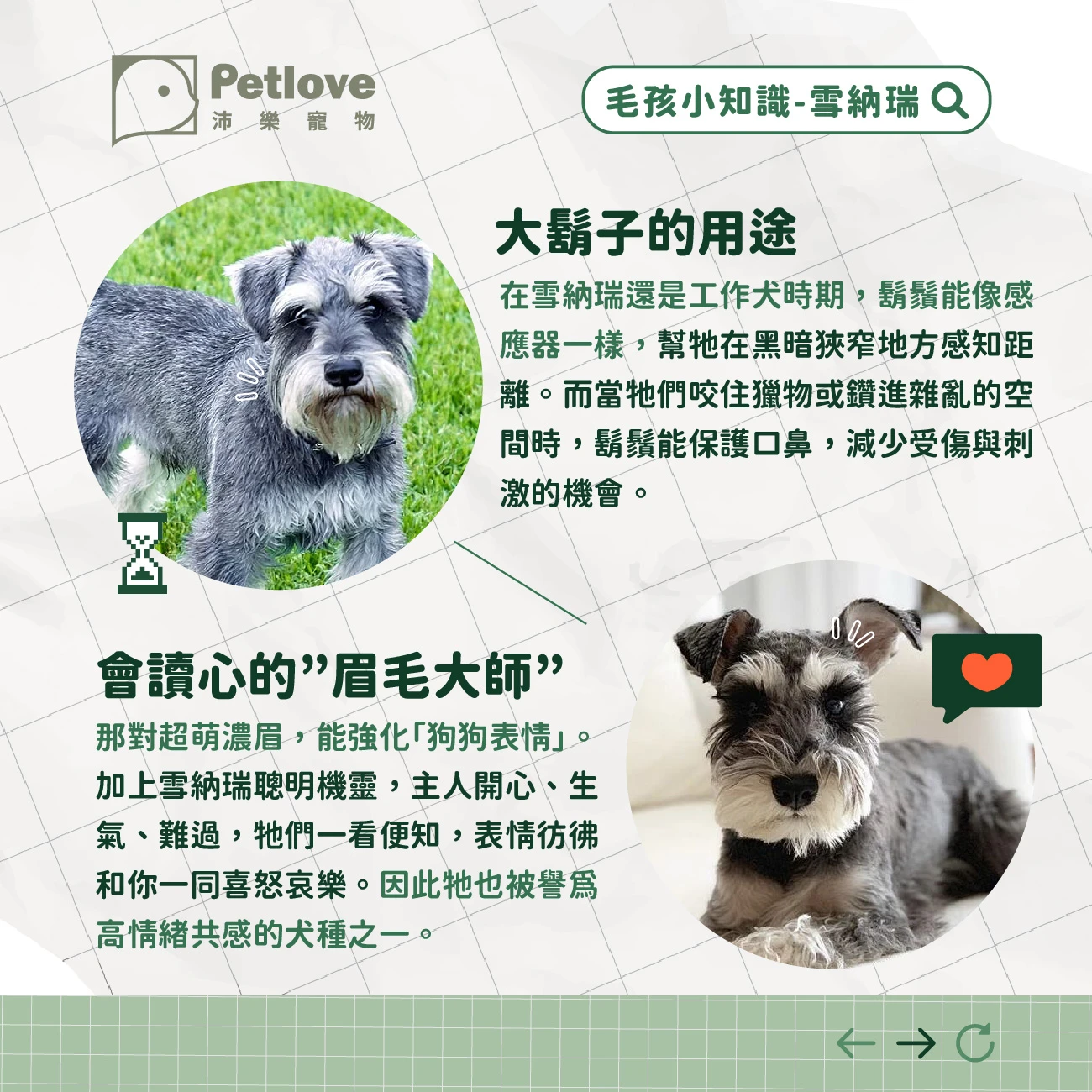 雪納瑞 介紹