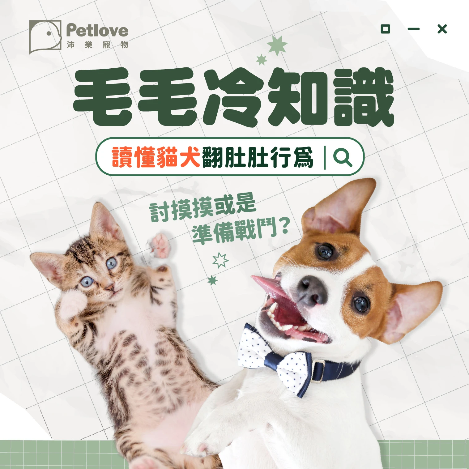 毛孩翻肚肚|狗狗貓咪露肚子的行為意思