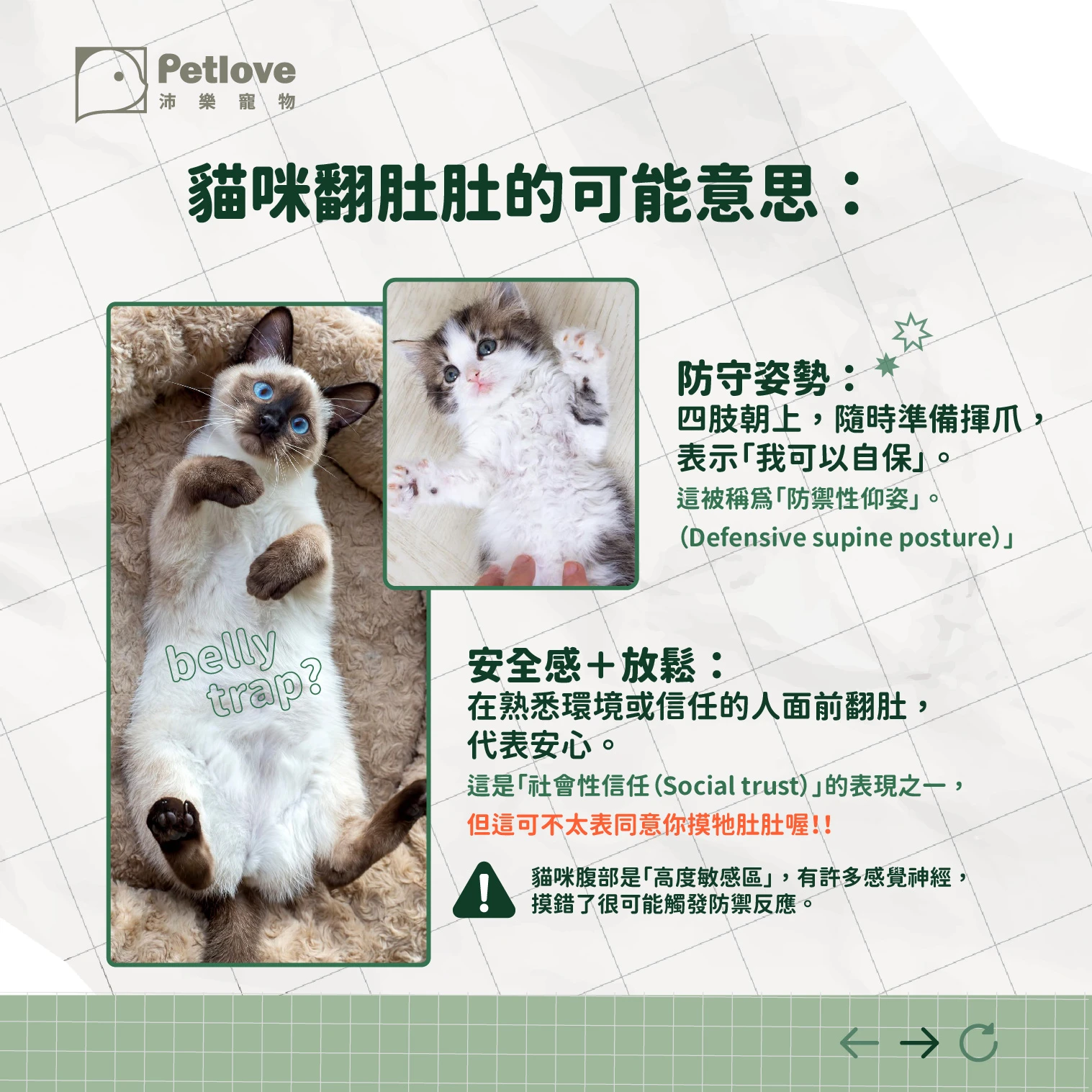 毛孩翻肚肚|狗狗貓咪露肚子的行為意思