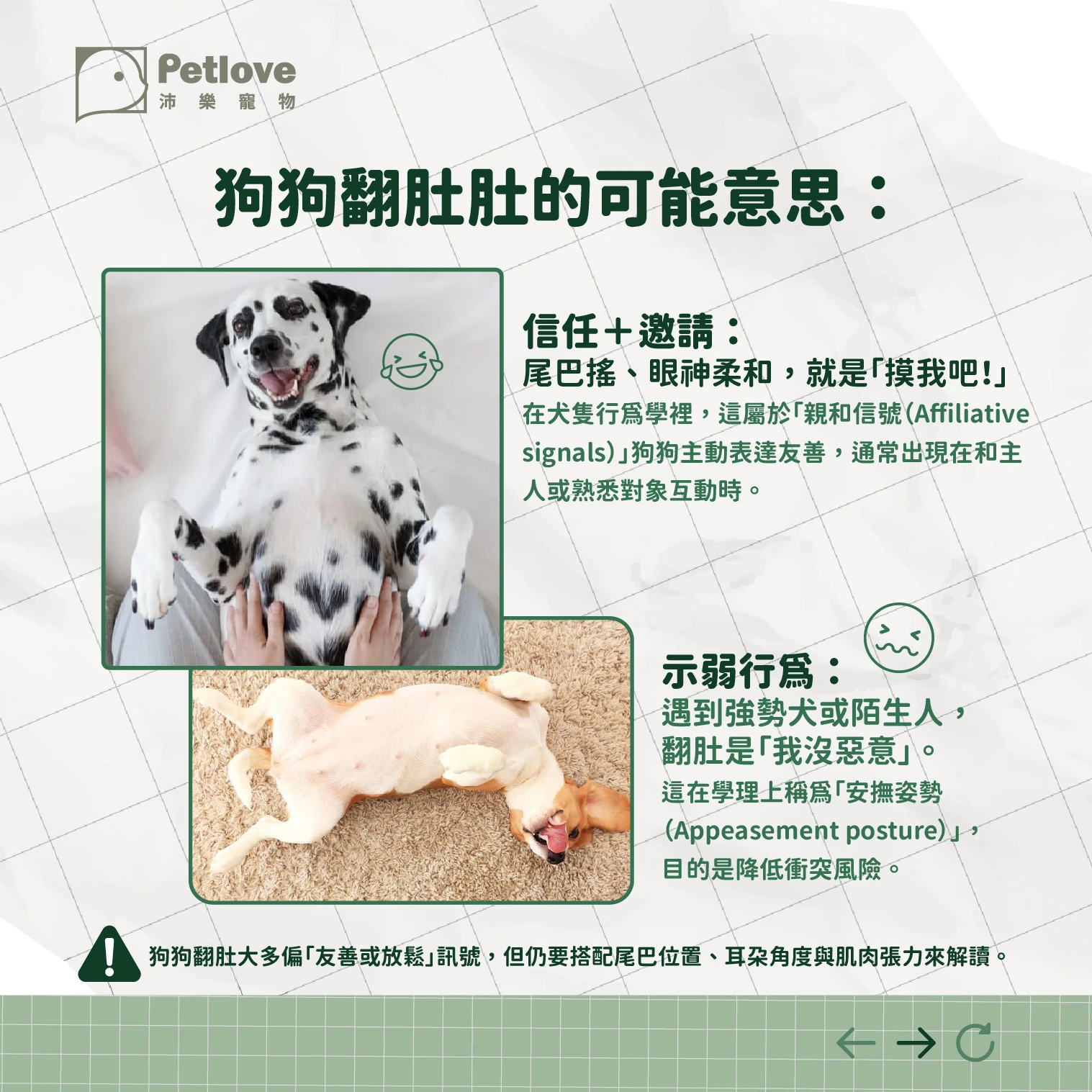 毛孩翻肚肚|狗狗貓咪露肚子的行為意思