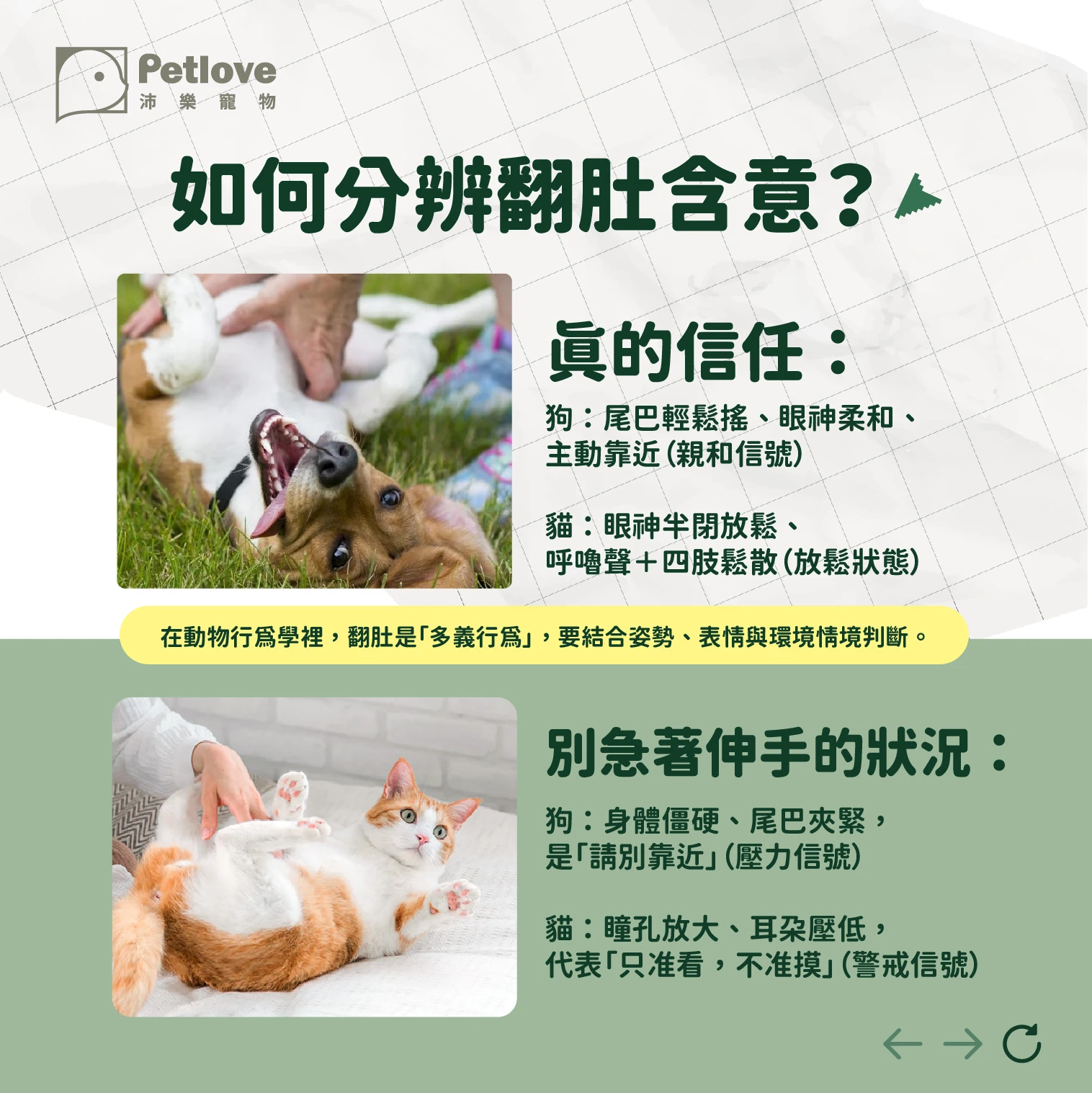 毛孩翻肚肚|狗狗貓咪露肚子的行為意思