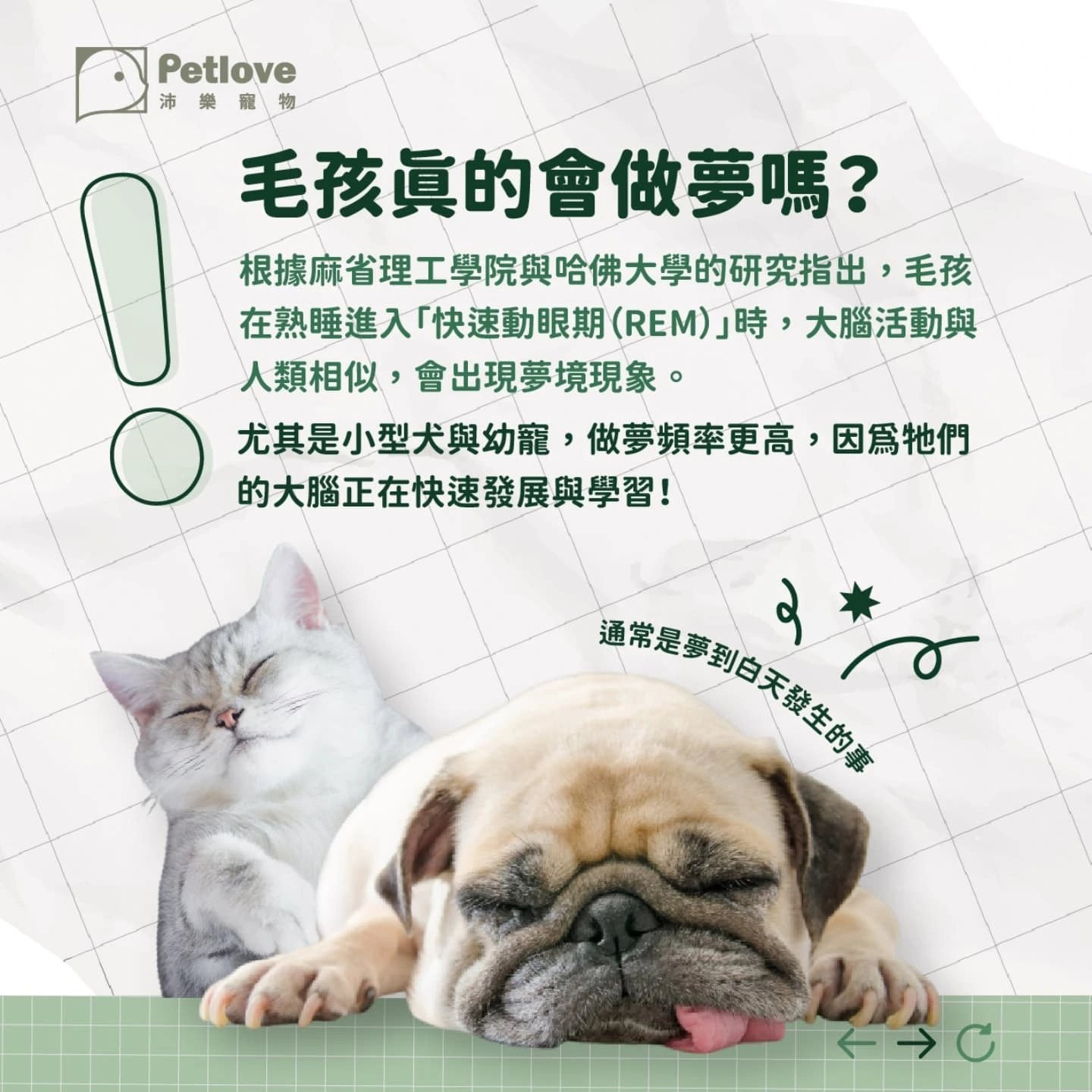 毛孩睡姿看情緒?狗狗貓咪睡覺姿勢觀察