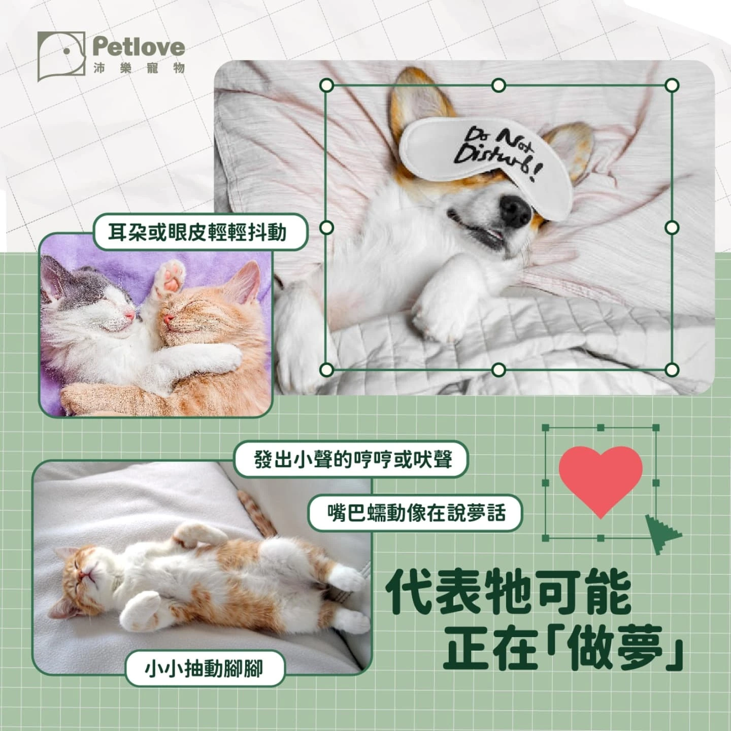 毛孩睡姿看情緒?狗狗貓咪睡覺姿勢觀察