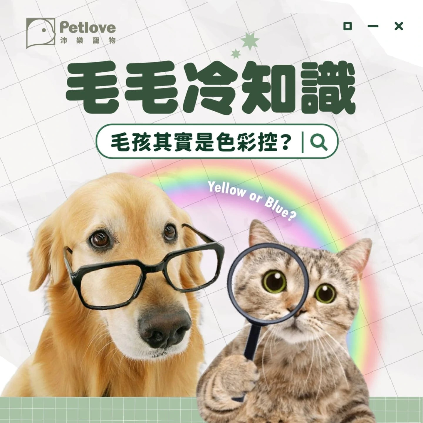 毛孩眼中的顏色世界｜狗狗貓咪是色盲嗎？