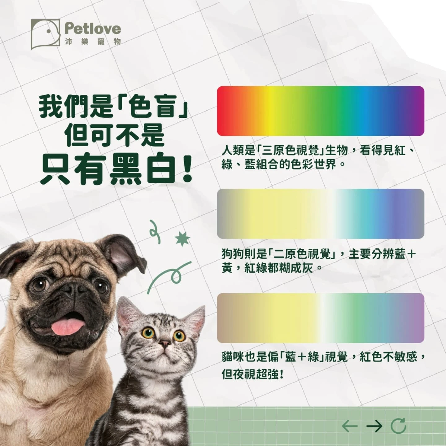 毛孩眼中的顏色世界｜狗狗貓咪是色盲嗎？