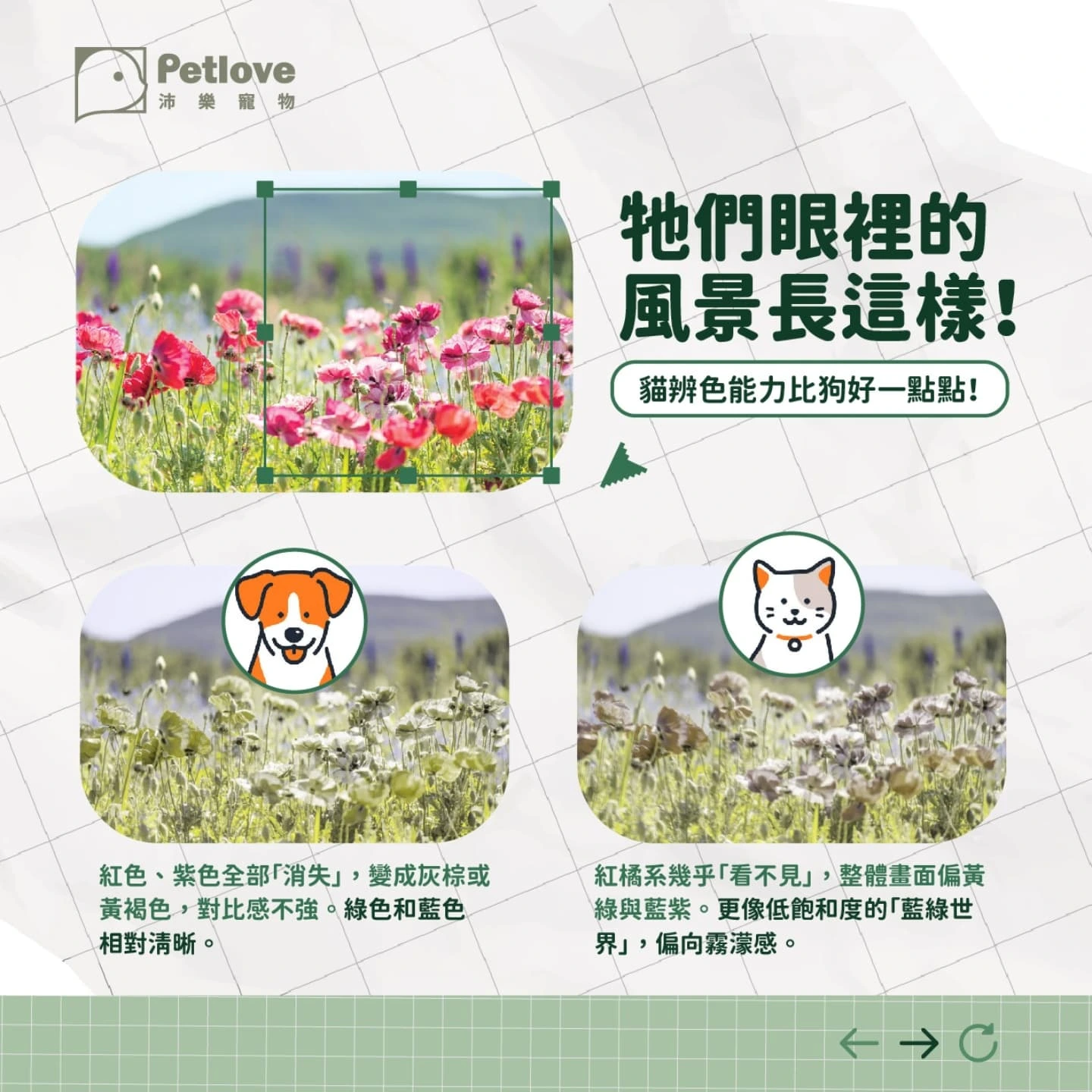 毛孩眼中的顏色世界｜狗狗貓咪是色盲嗎？