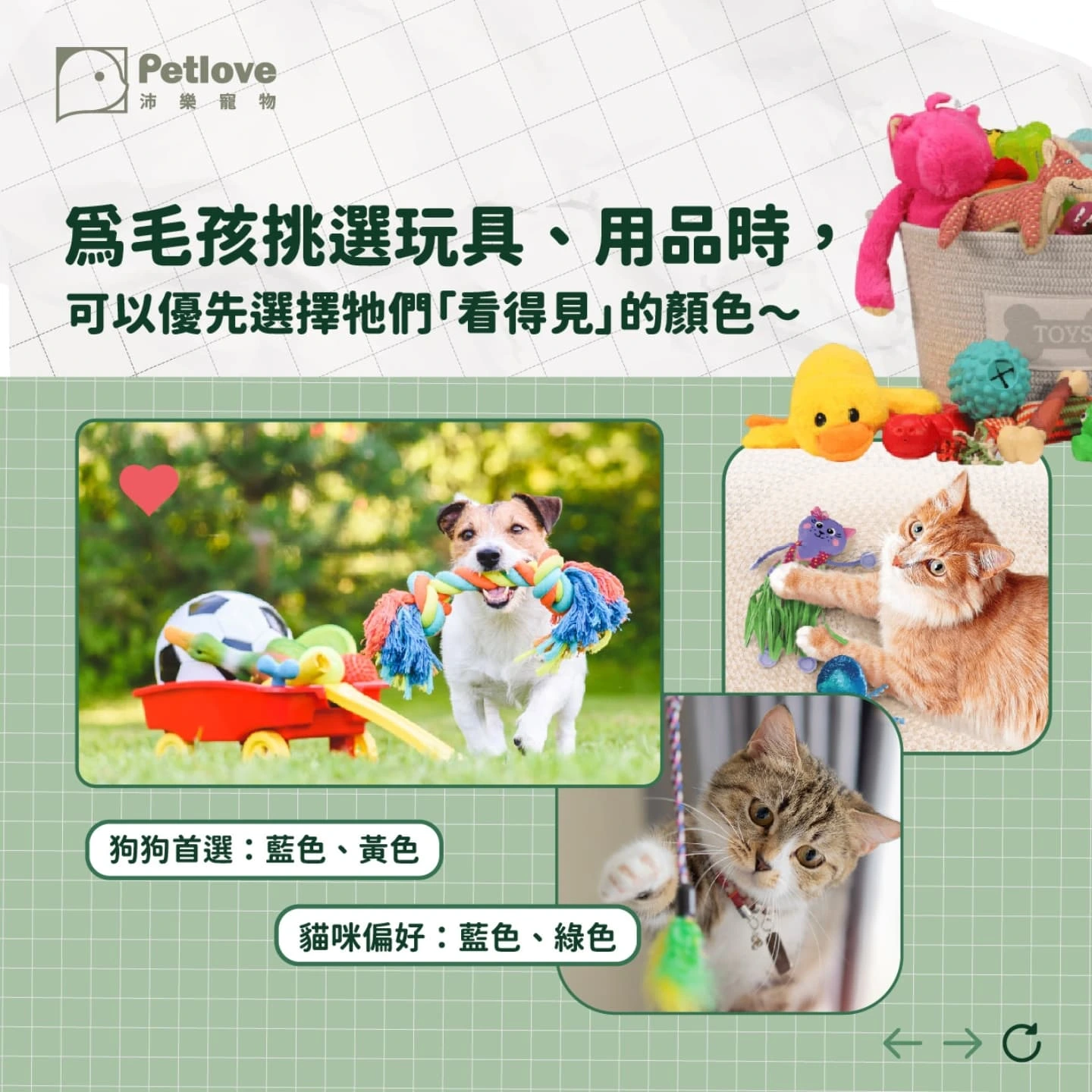 毛孩眼中的顏色世界｜狗狗貓咪是色盲嗎？