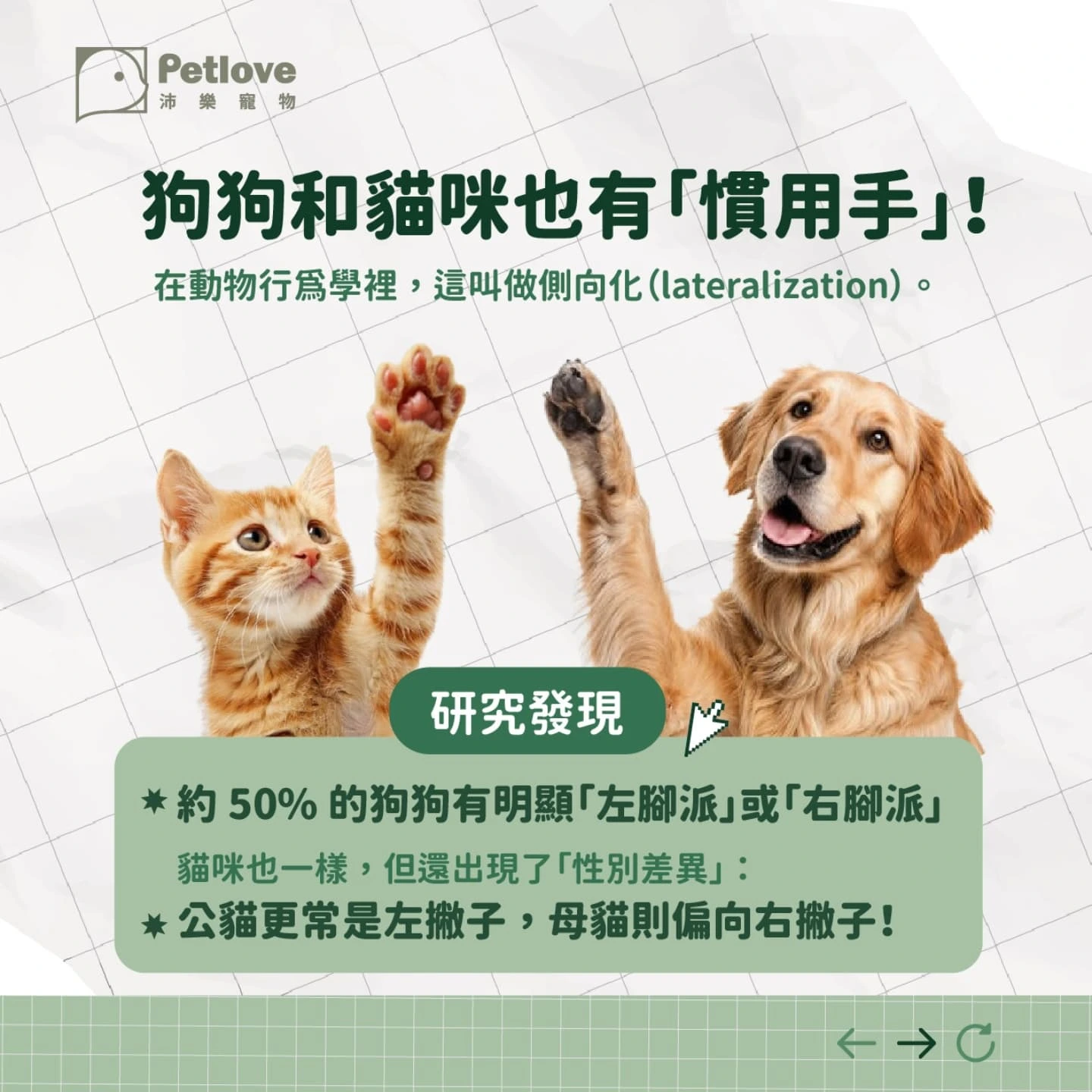 貓狗也有慣用手嗎？左右撇子與肢體偏好觀察