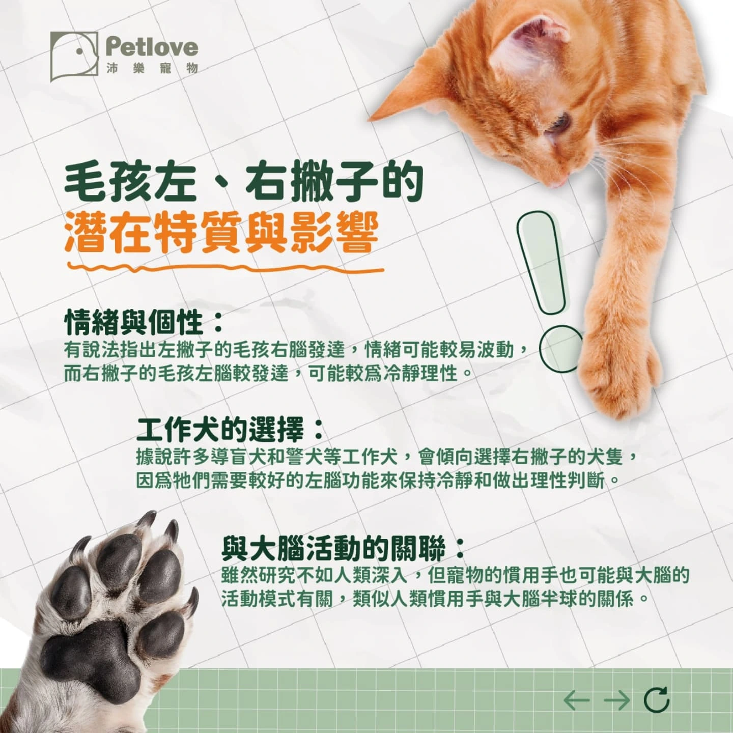 貓狗也有慣用手嗎？左右撇子與肢體偏好觀察