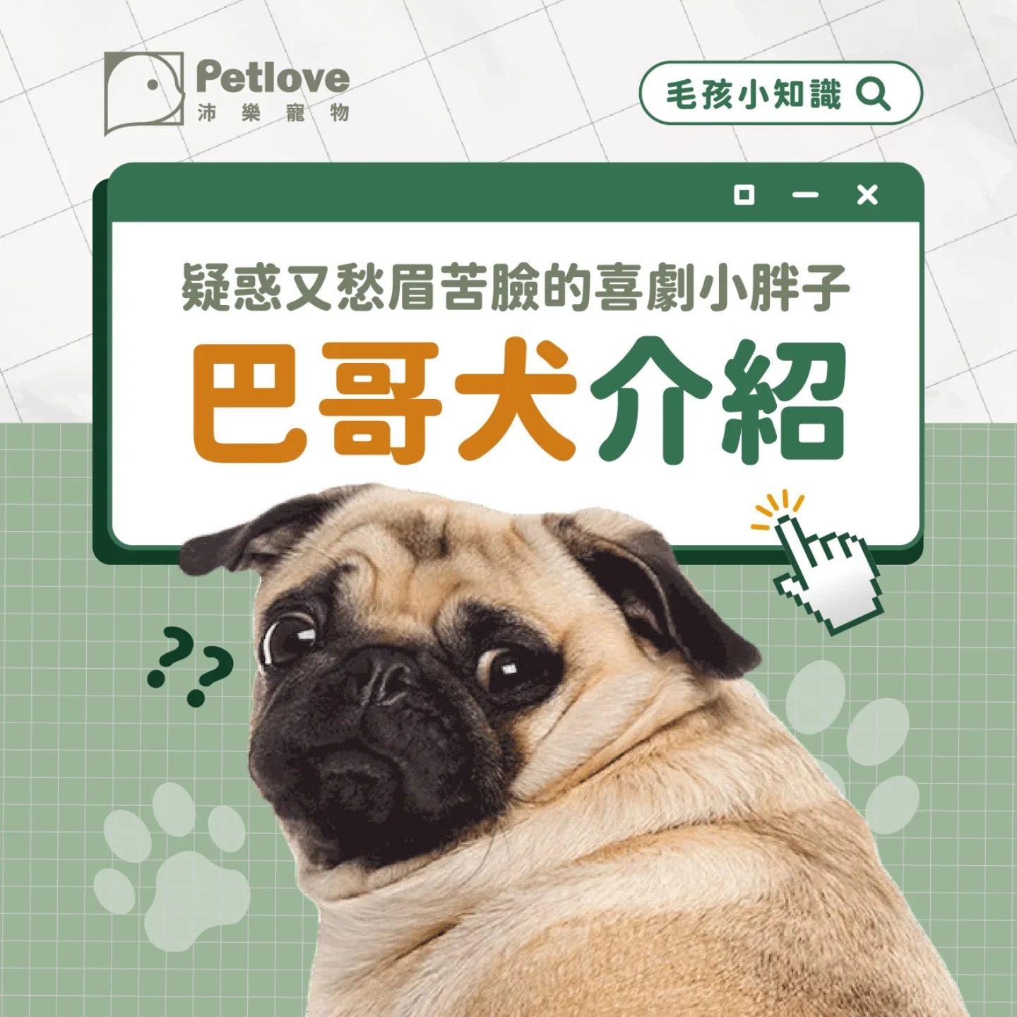 巴哥犬介紹｜個性特色、飼養重點與健康照護