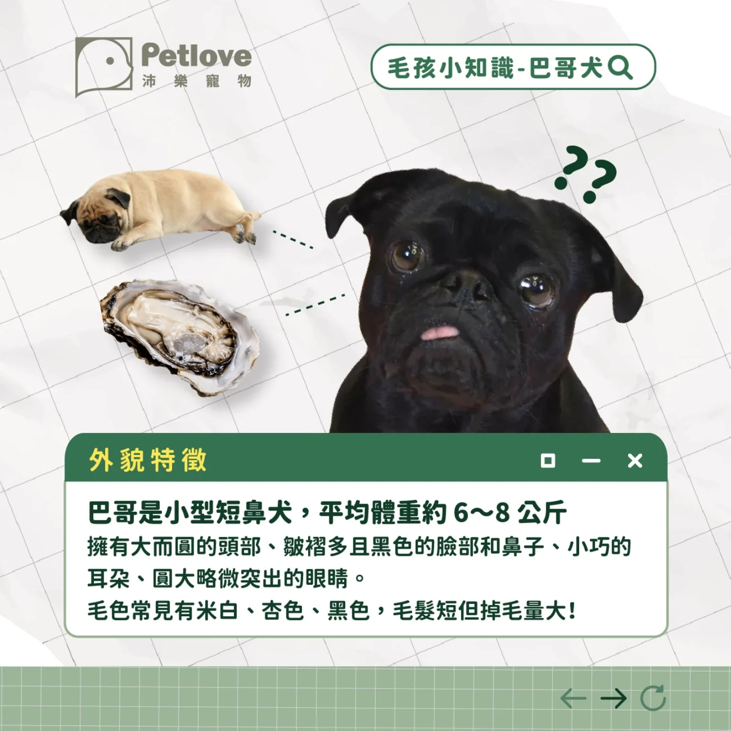 巴哥犬介紹｜個性特色、飼養重點與健康照護