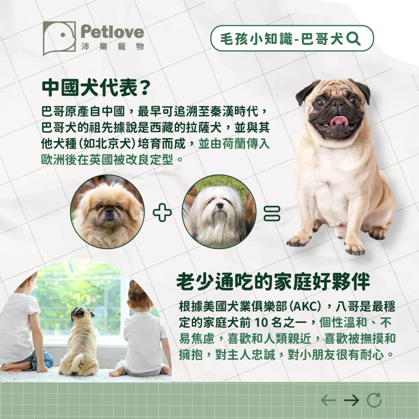 巴哥犬介紹｜個性特色、飼養重點與健康照護
