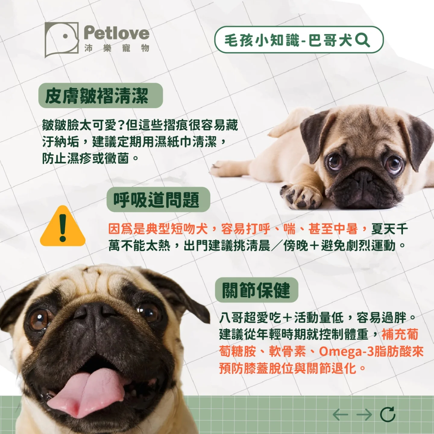 巴哥犬介紹｜個性特色、飼養重點與健康照護