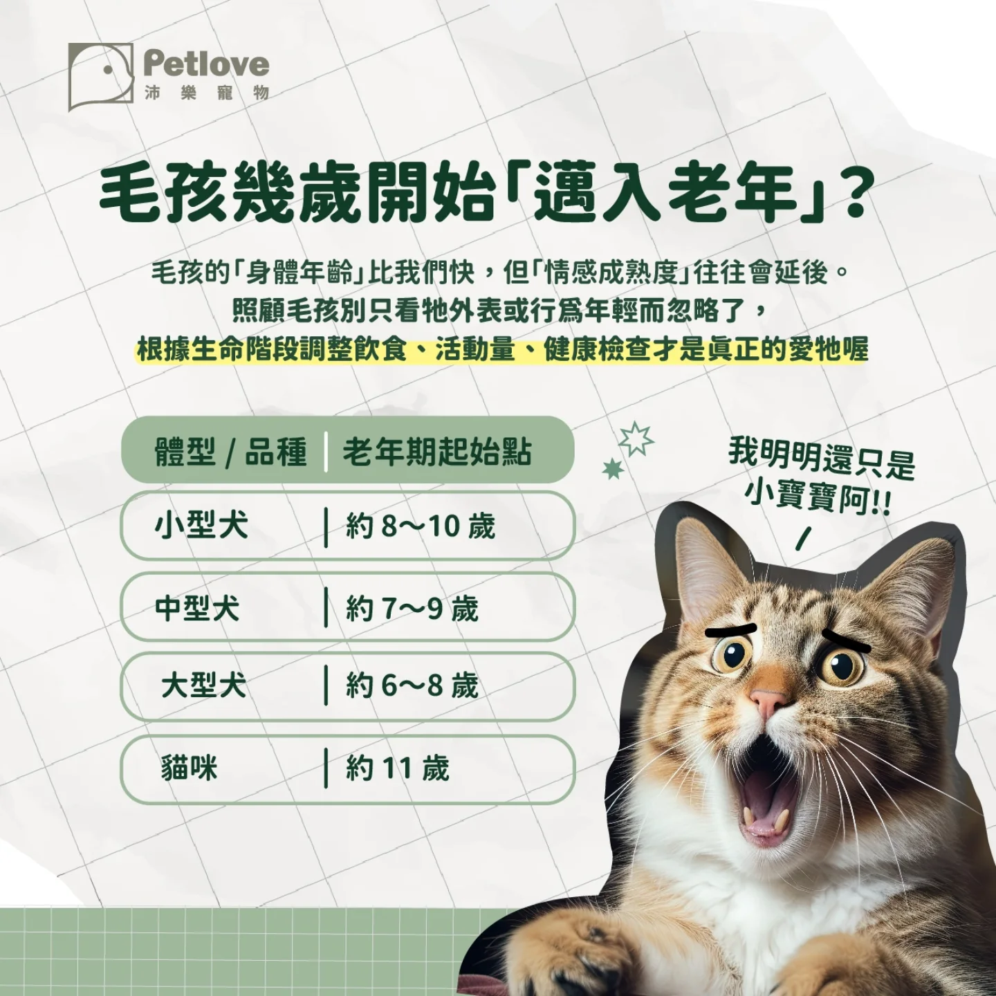 毛孩年齡怎麼換算?狗狗貓咪生命階段照護重點