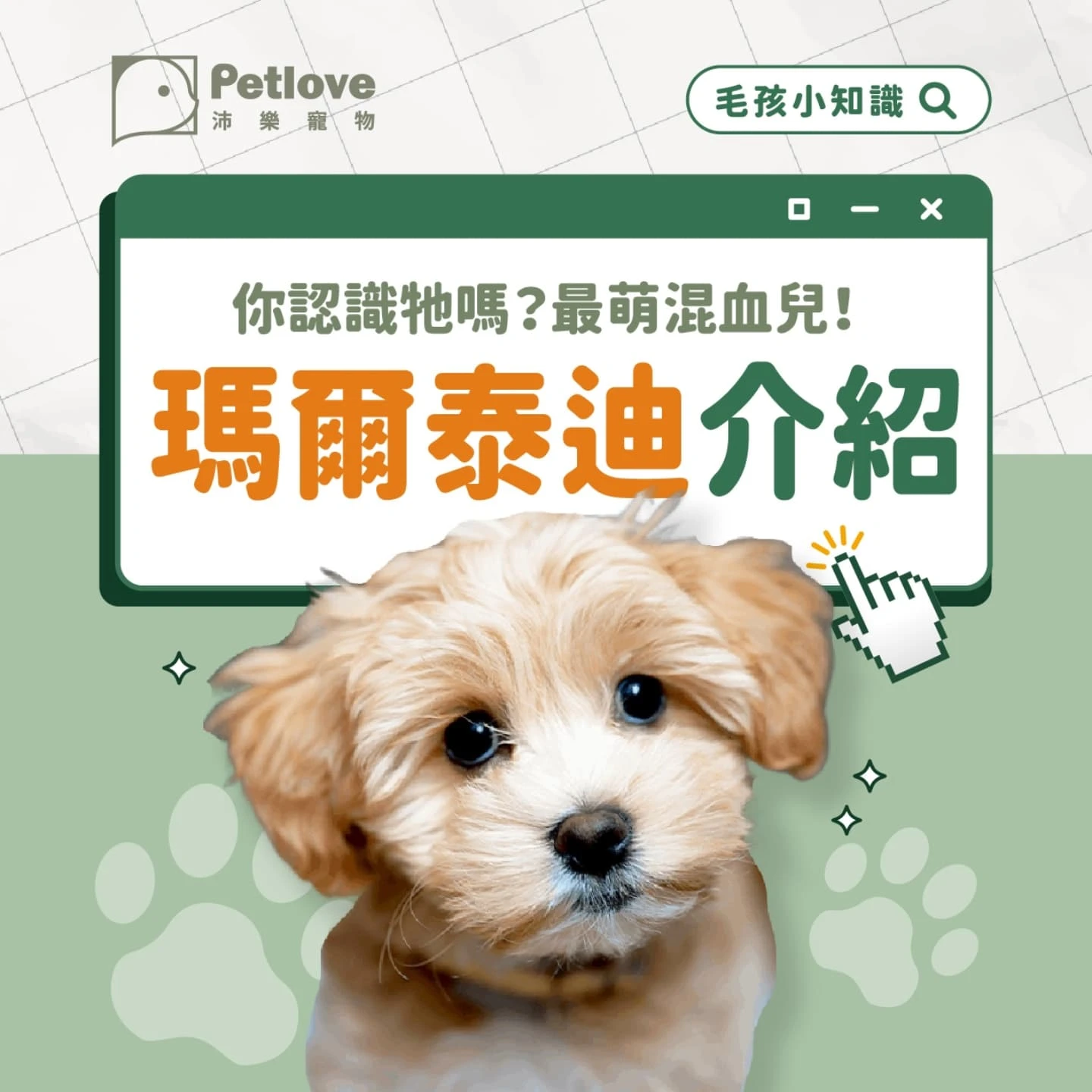 瑪爾泰迪介紹｜個性特色、飼養重點與健康照護