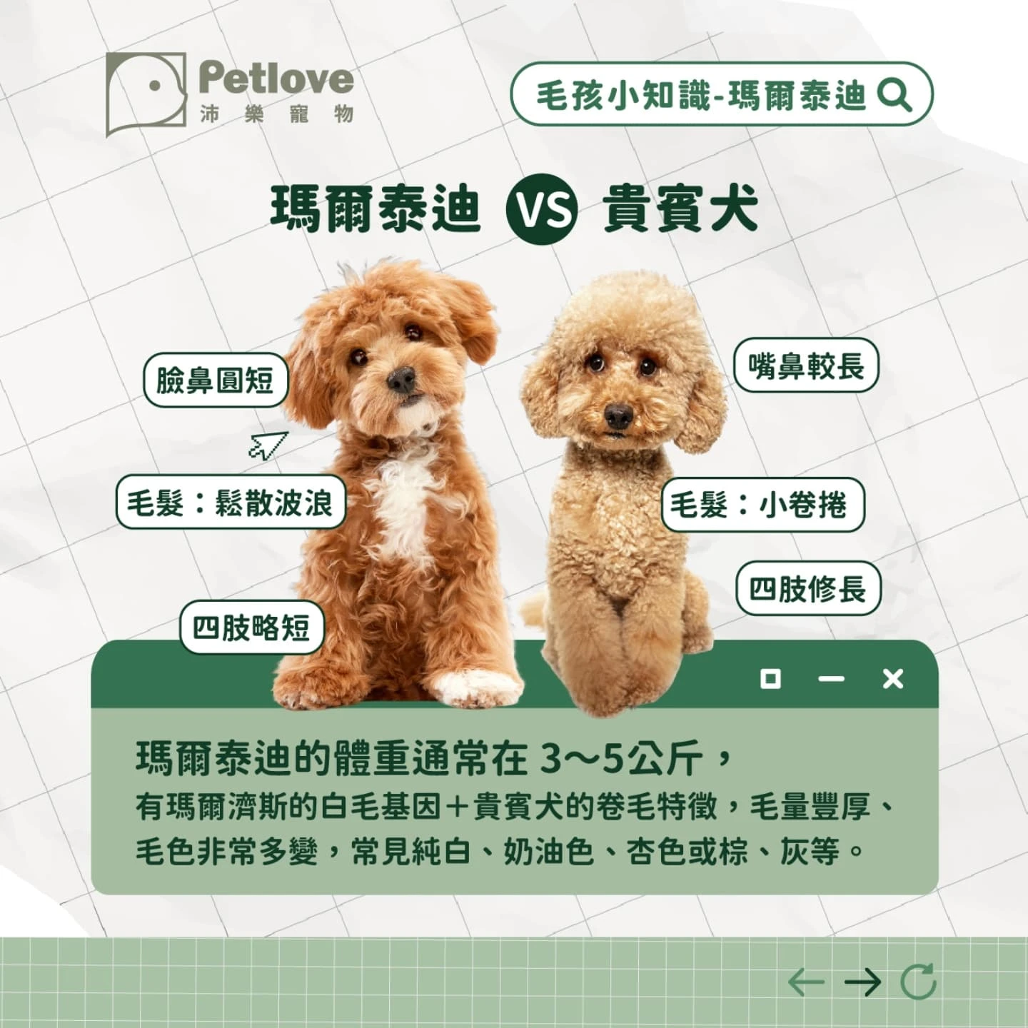 瑪爾泰迪介紹|個性特色、飼養重點與健康照護
