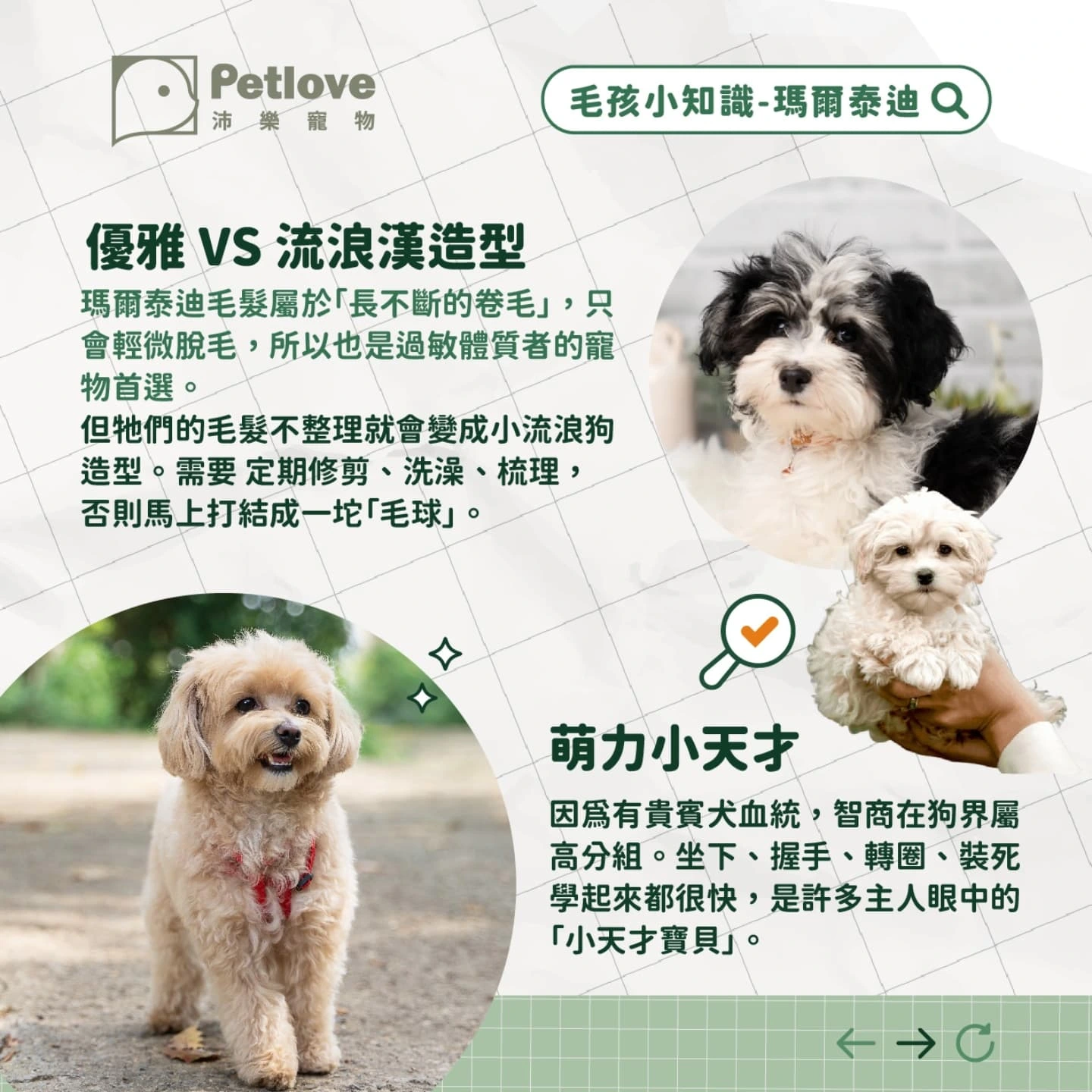 瑪爾泰迪介紹|個性特色、飼養重點與健康照護
