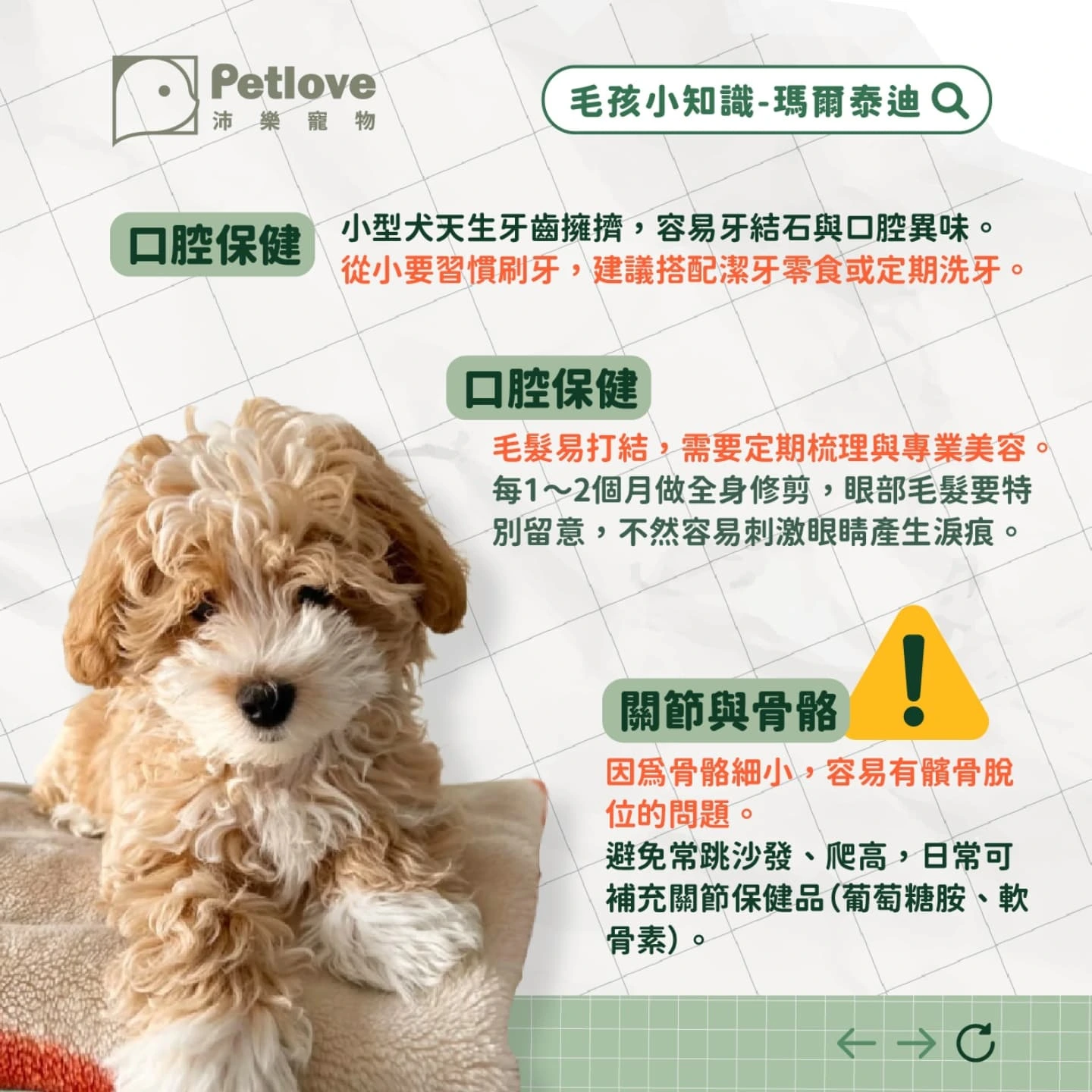 瑪爾泰迪介紹|個性特色、飼養重點與健康照護