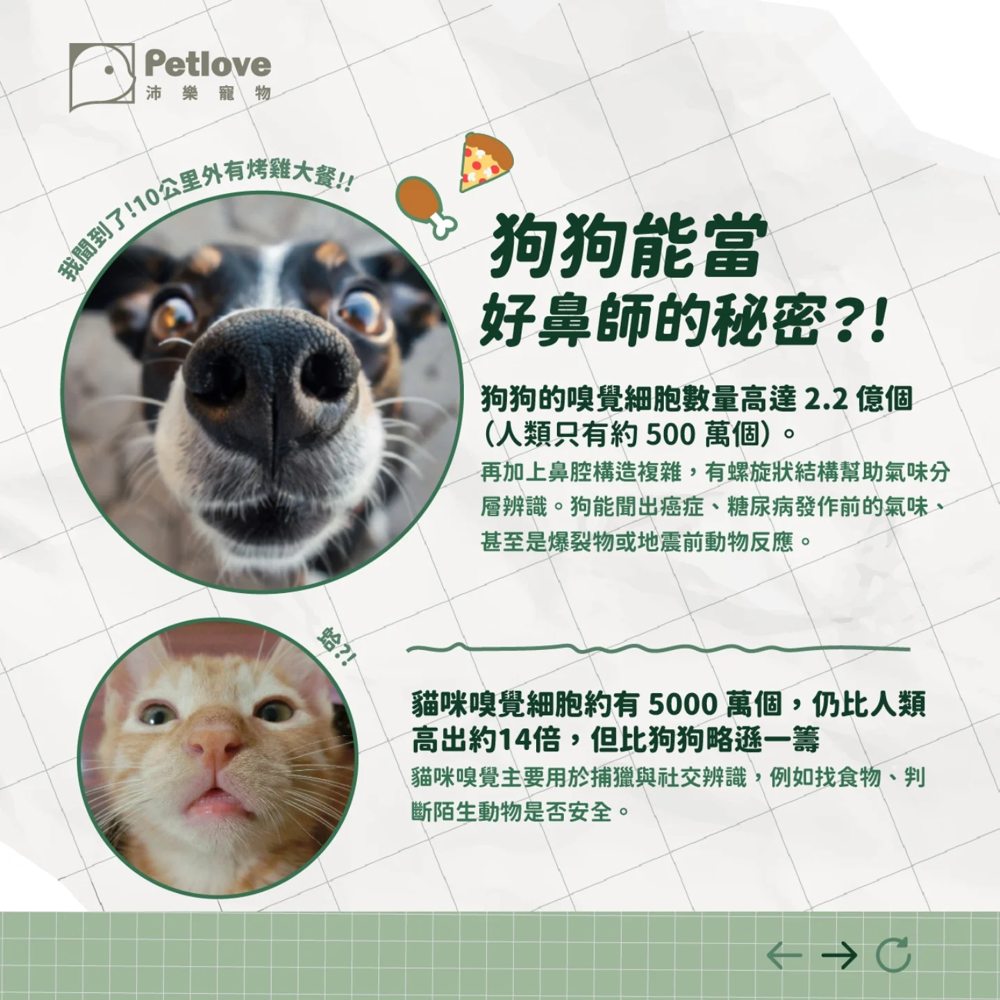 狗狗貓咪鼻頭冷熱代表什麼?日常觀察重點