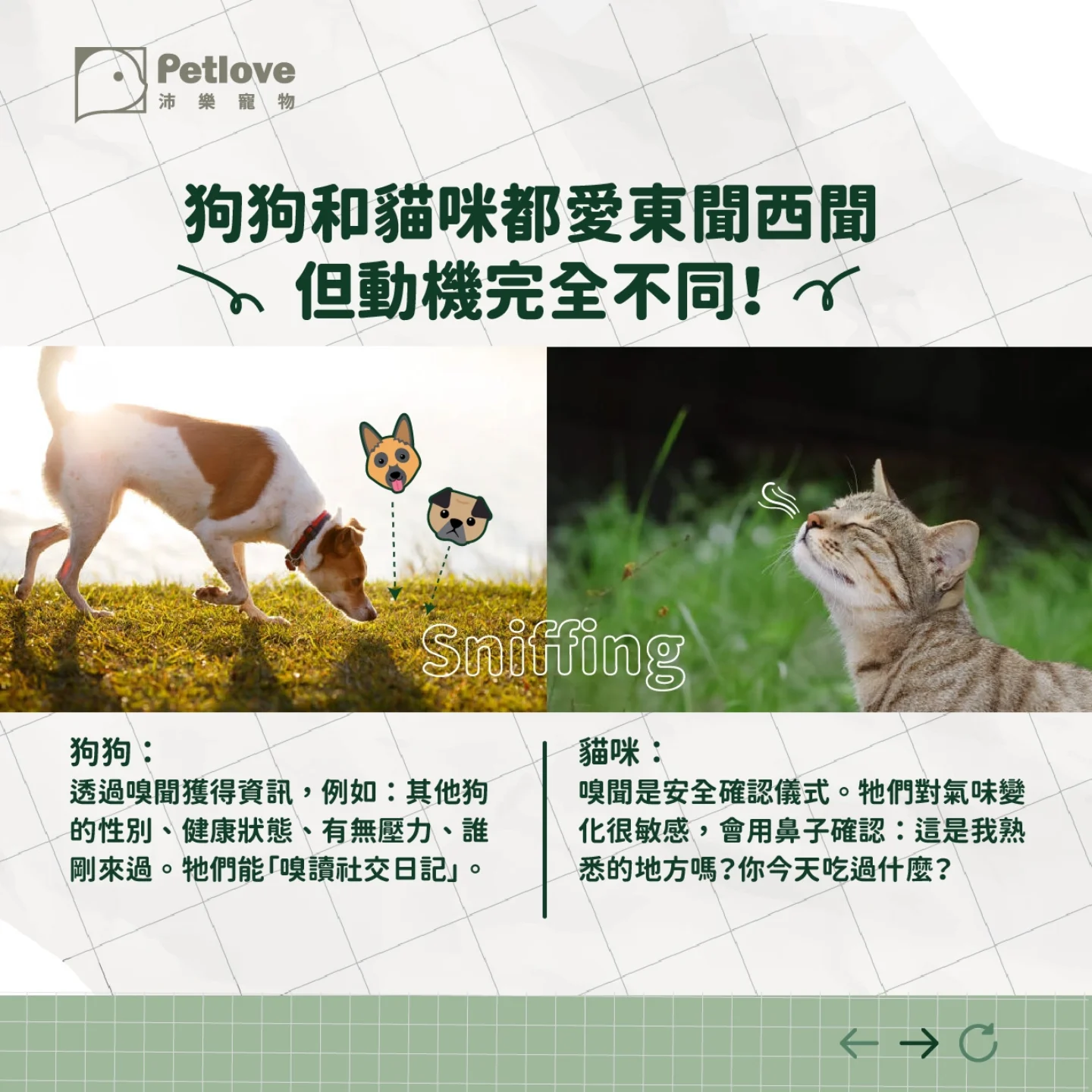 狗狗貓咪鼻頭冷熱代表什麼?日常觀察重點