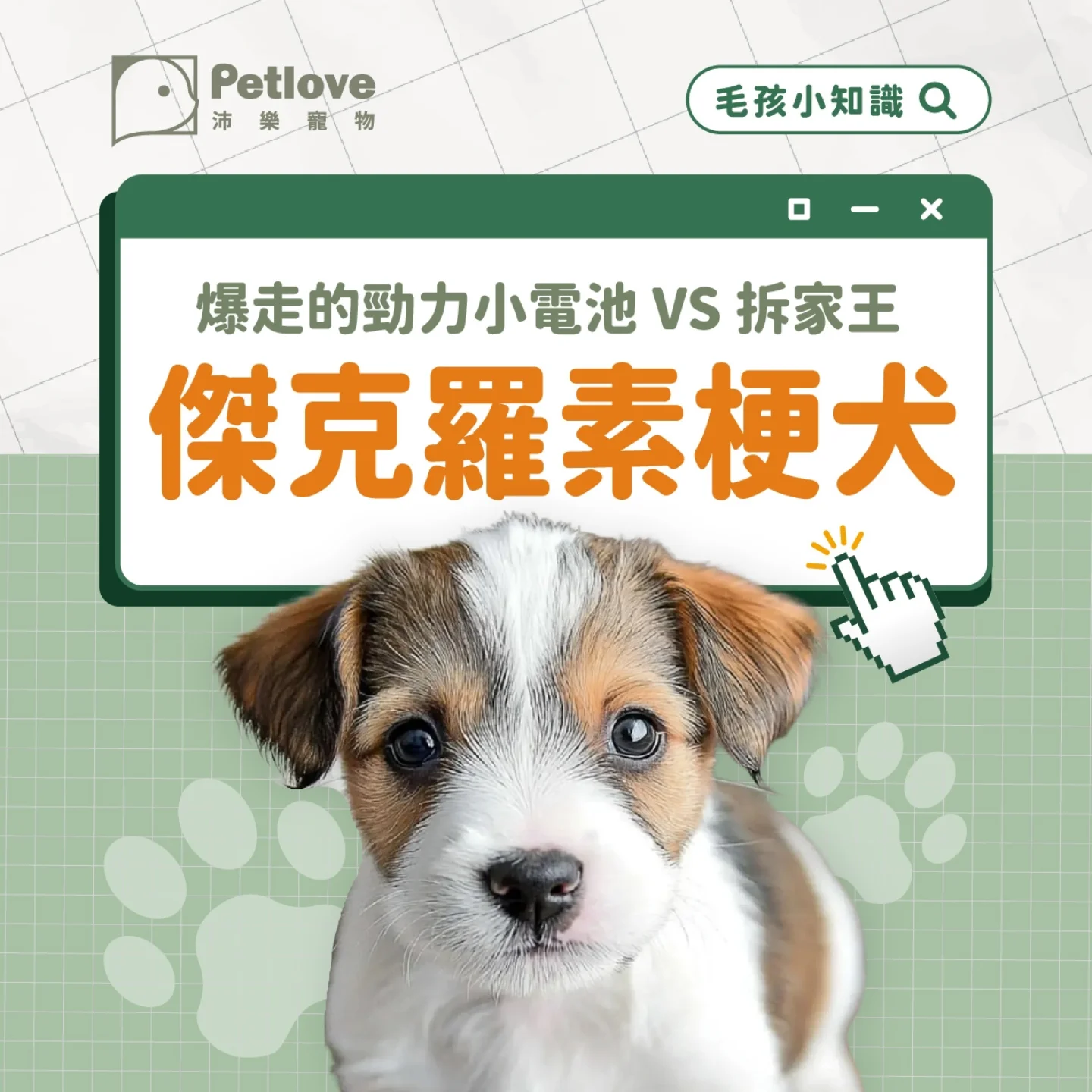 傑克羅素梗犬介紹｜個性特色、飼養重點與健康照護