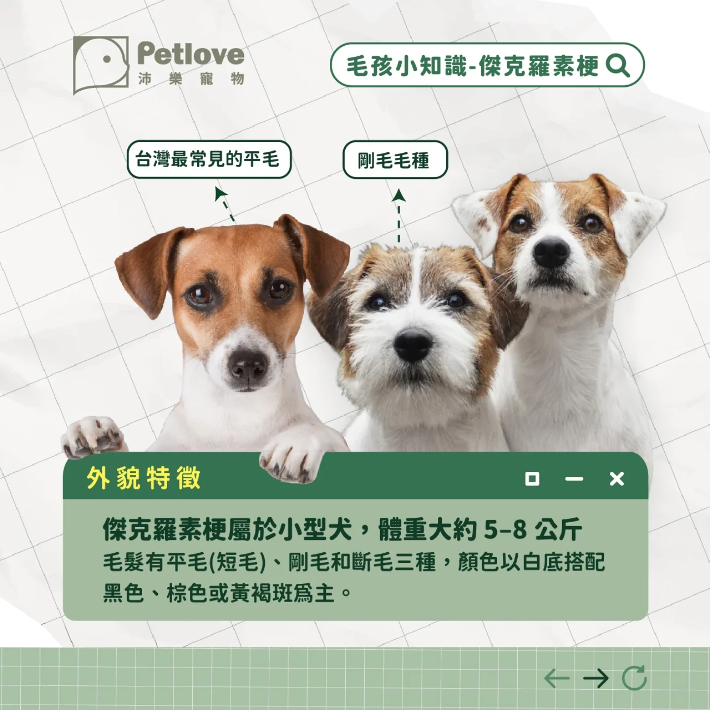 傑克羅素梗犬介紹|個性特色、飼養重點與健康照護