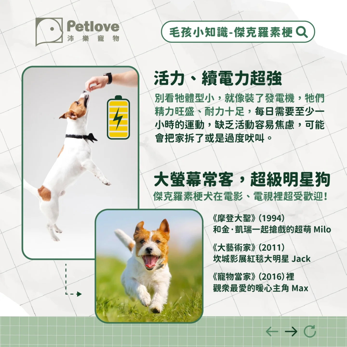 傑克羅素梗犬介紹|個性特色、飼養重點與健康照護