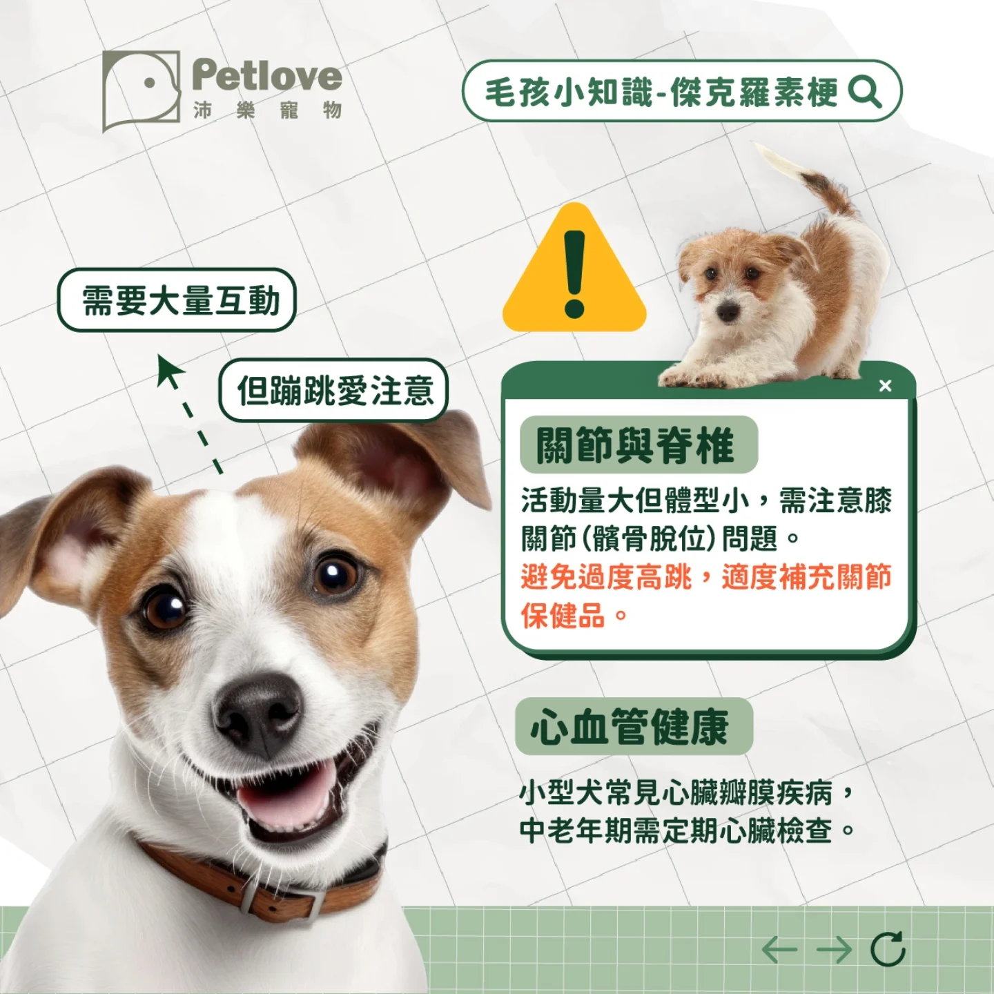 傑克羅素梗犬介紹|個性特色、飼養重點與健康照護