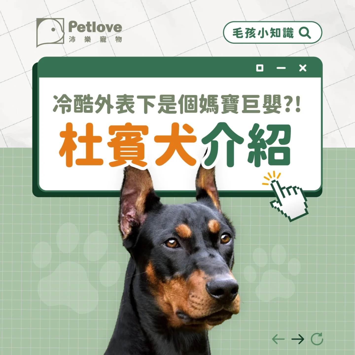 杜賓犬介紹｜個性特色、飼養重點與健康照護