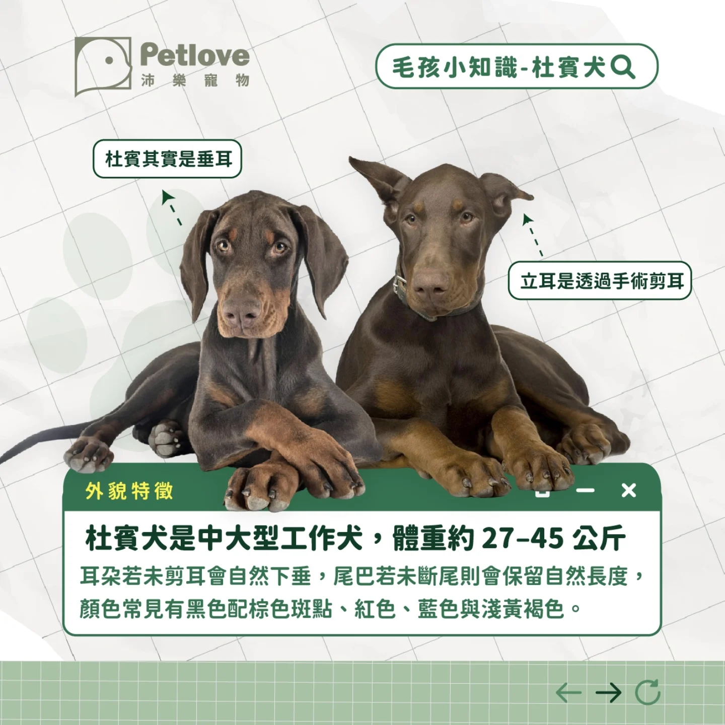 杜賓犬介紹|個性特色、飼養重點與健康照護