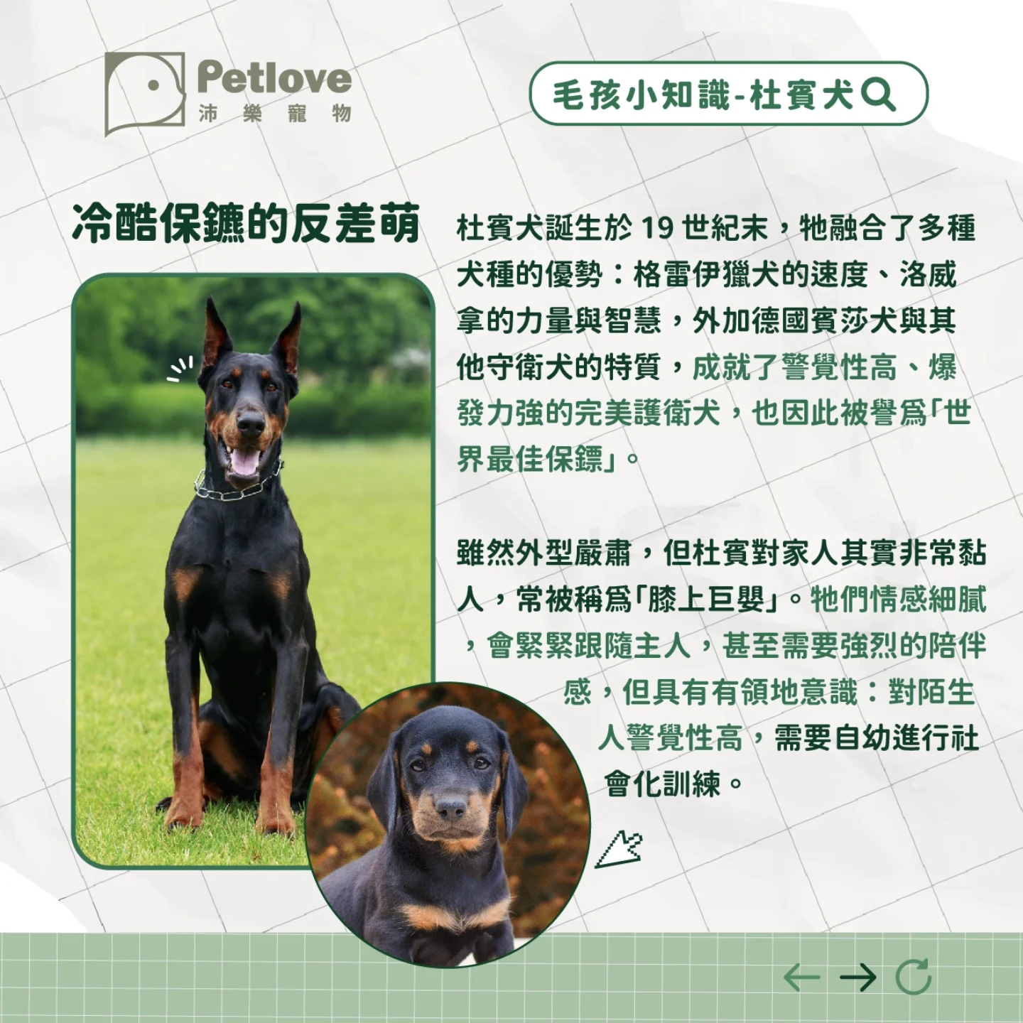 杜賓犬介紹|個性特色、飼養重點與健康照護