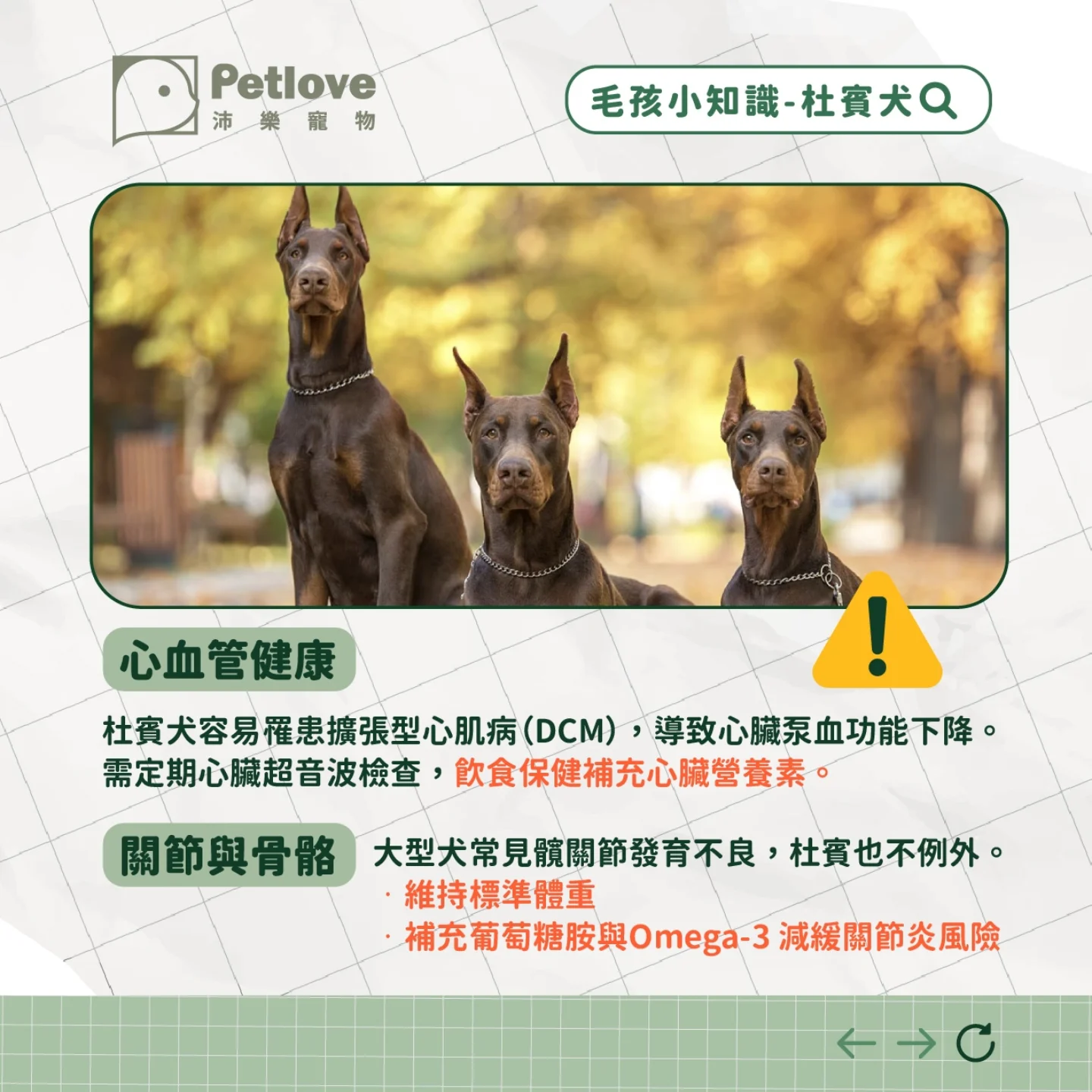 杜賓犬介紹|個性特色、飼養重點與健康照護