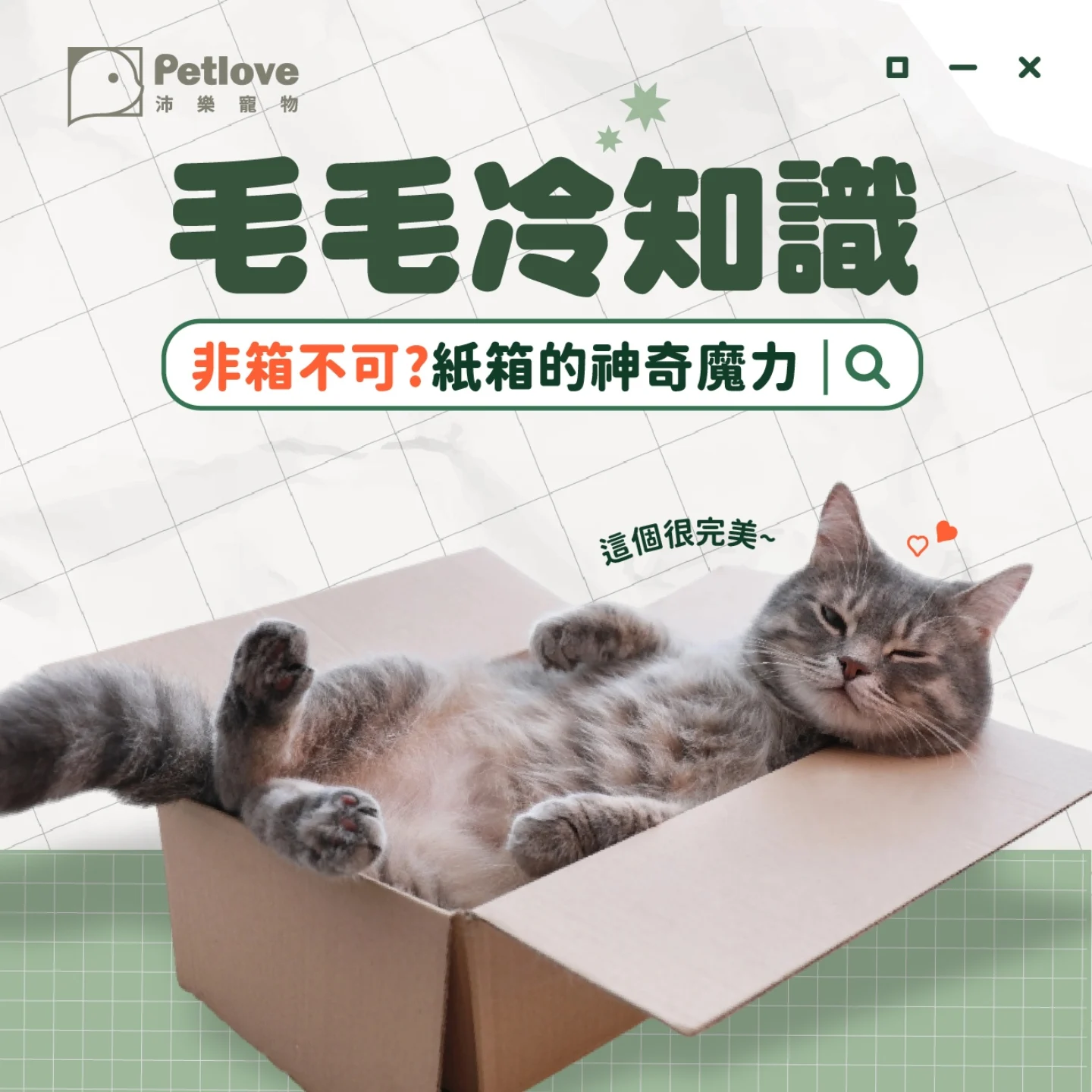 貓咪為什麼愛睡紙箱？安全感與本能原因解析
