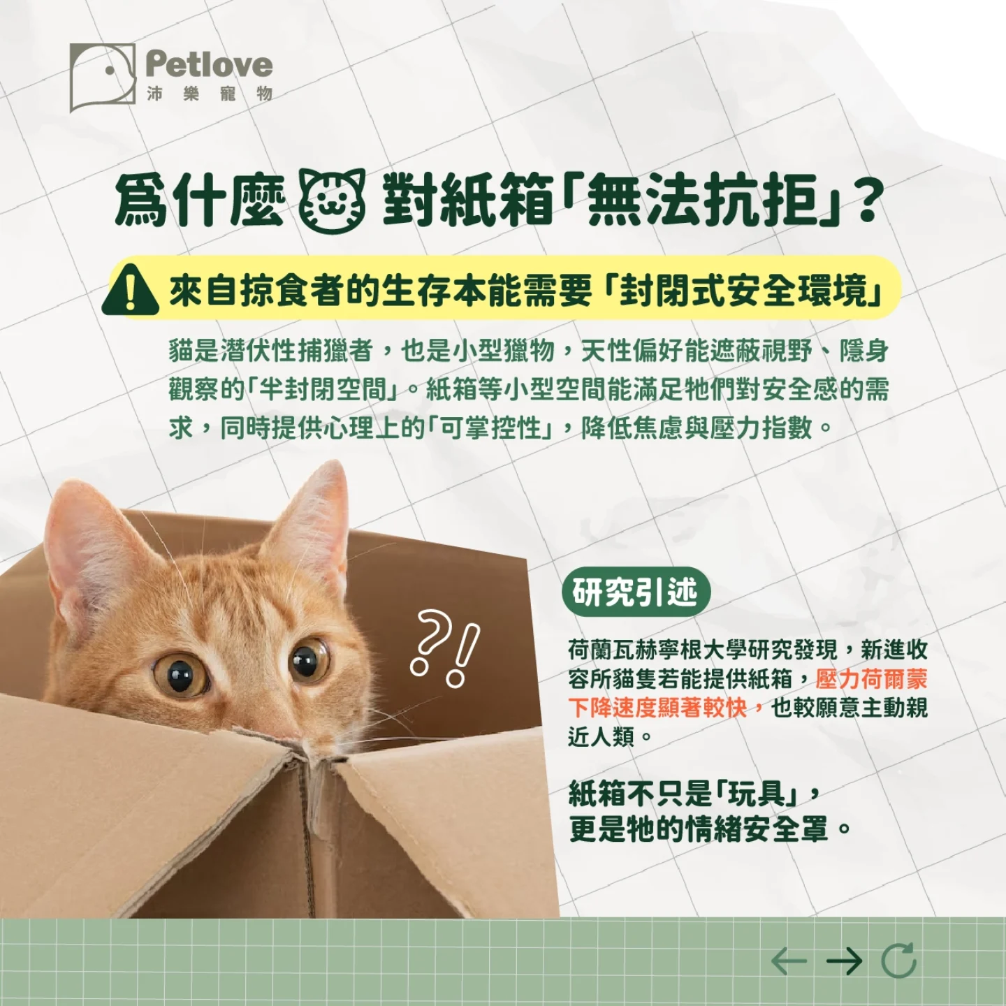 貓咪為什麼愛睡紙箱?安全感與本能原因解析