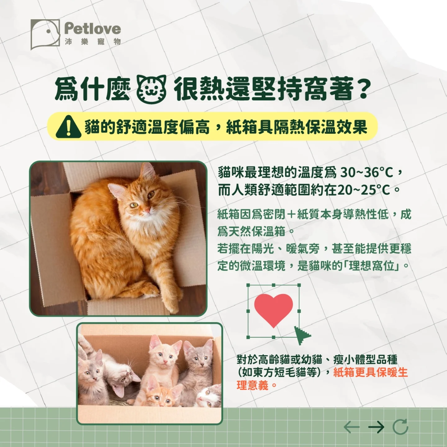 貓咪為什麼愛睡紙箱?安全感與本能原因解析