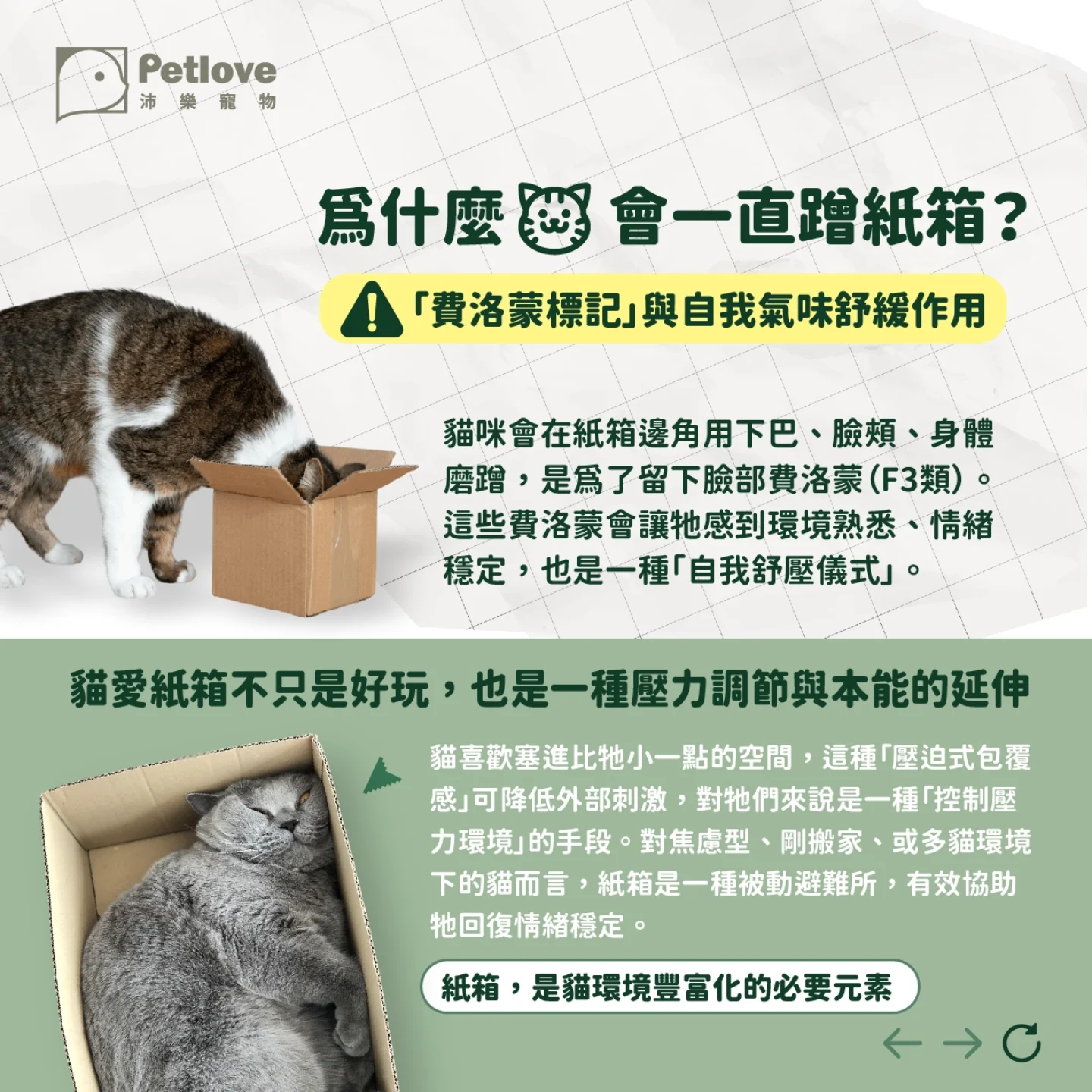 貓咪為什麼愛睡紙箱?安全感與本能原因解析