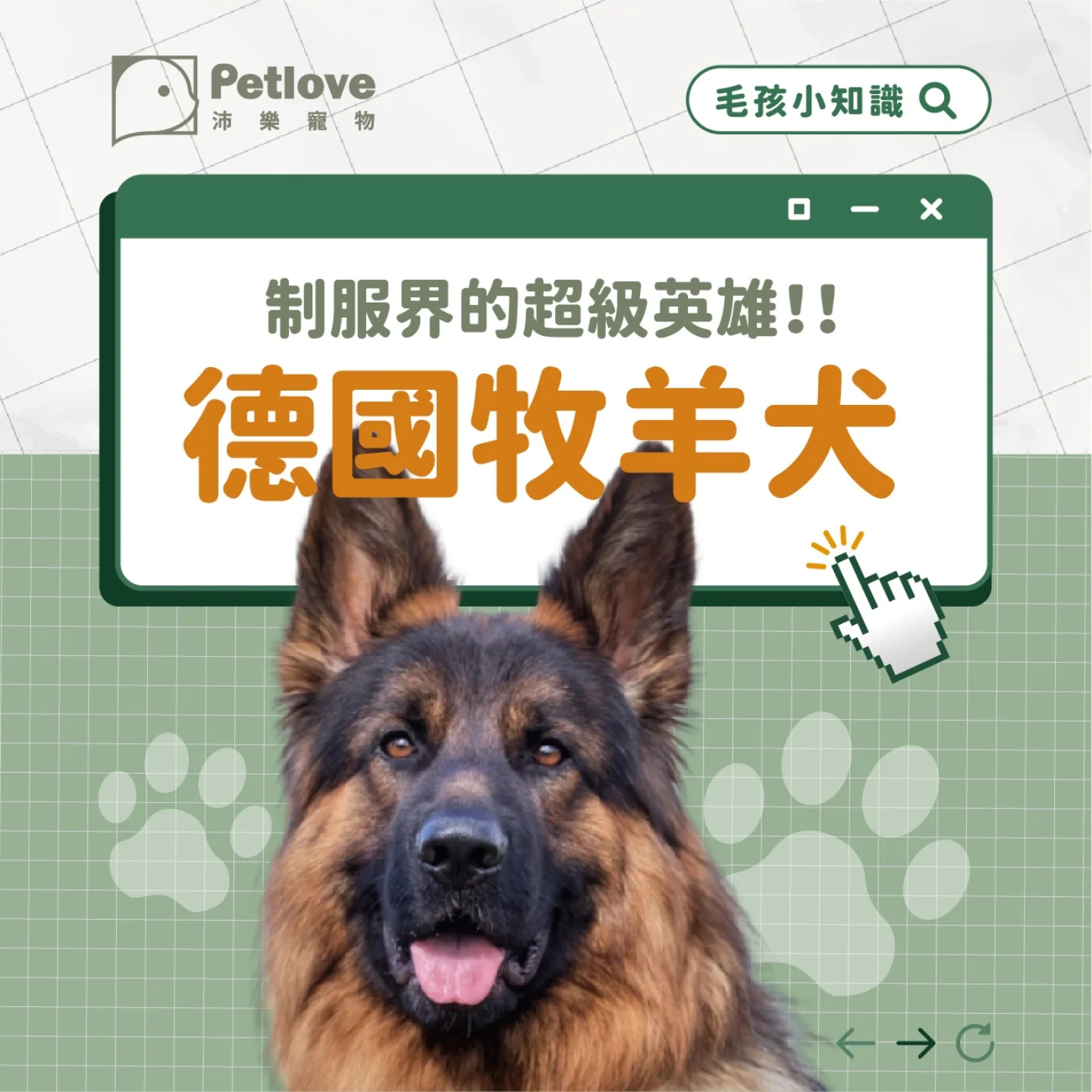 德國牧羊犬介紹｜個性特色、飼養重點與健康照護