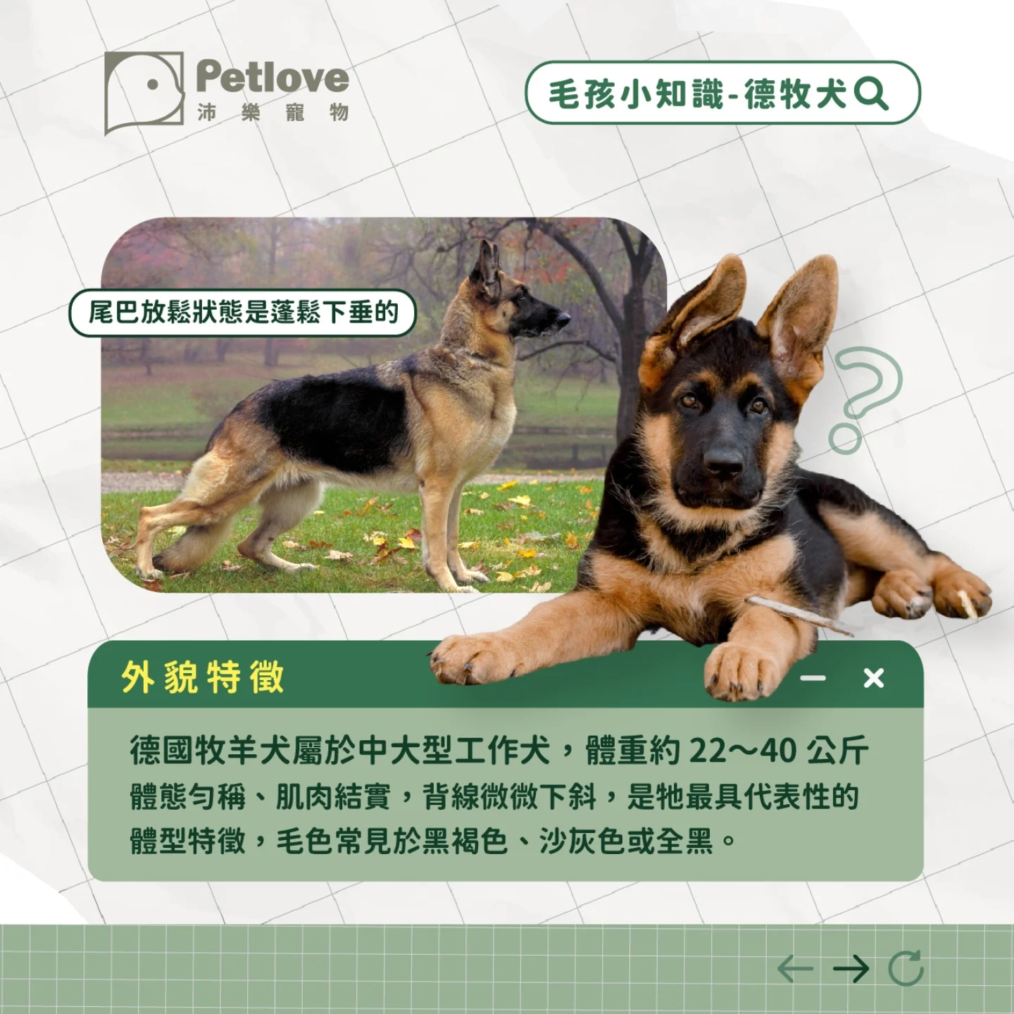 德國牧羊犬介紹|個性特色、飼養重點與健康照護