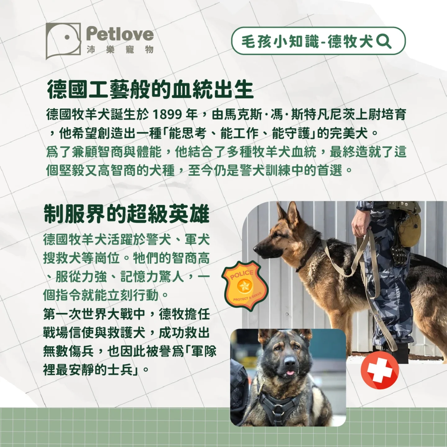 德國牧羊犬介紹|個性特色、飼養重點與健康照護
