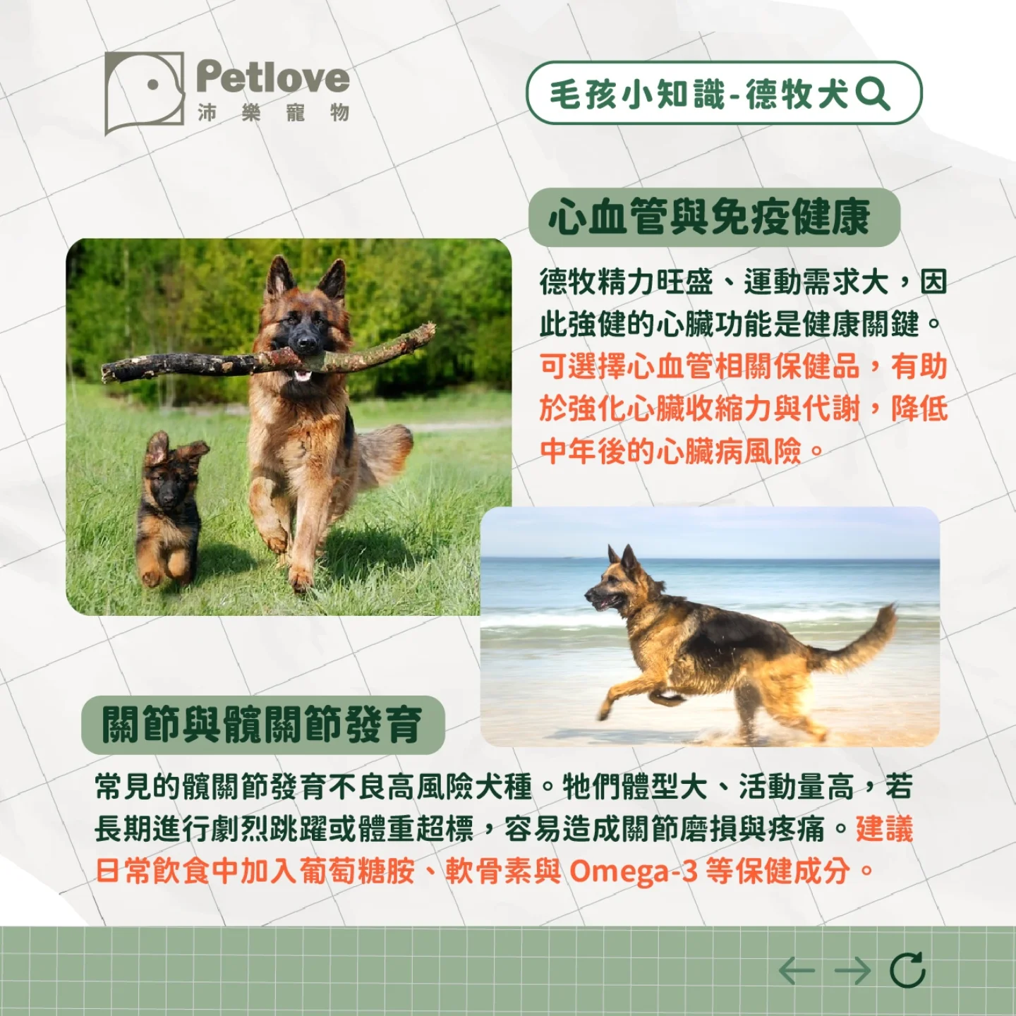 德國牧羊犬介紹|個性特色、飼養重點與健康照護