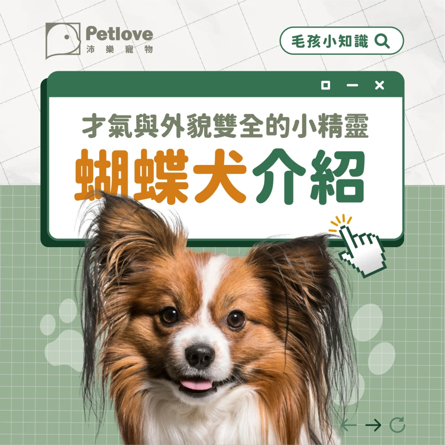 蝴蝶犬介紹｜個性特色、飼養重點與健康照護