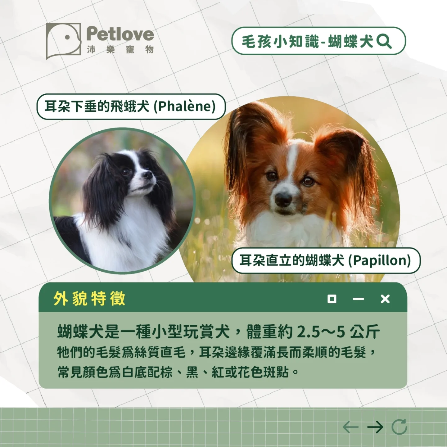 蝴蝶犬介紹|個性特色、飼養重點與健康照護