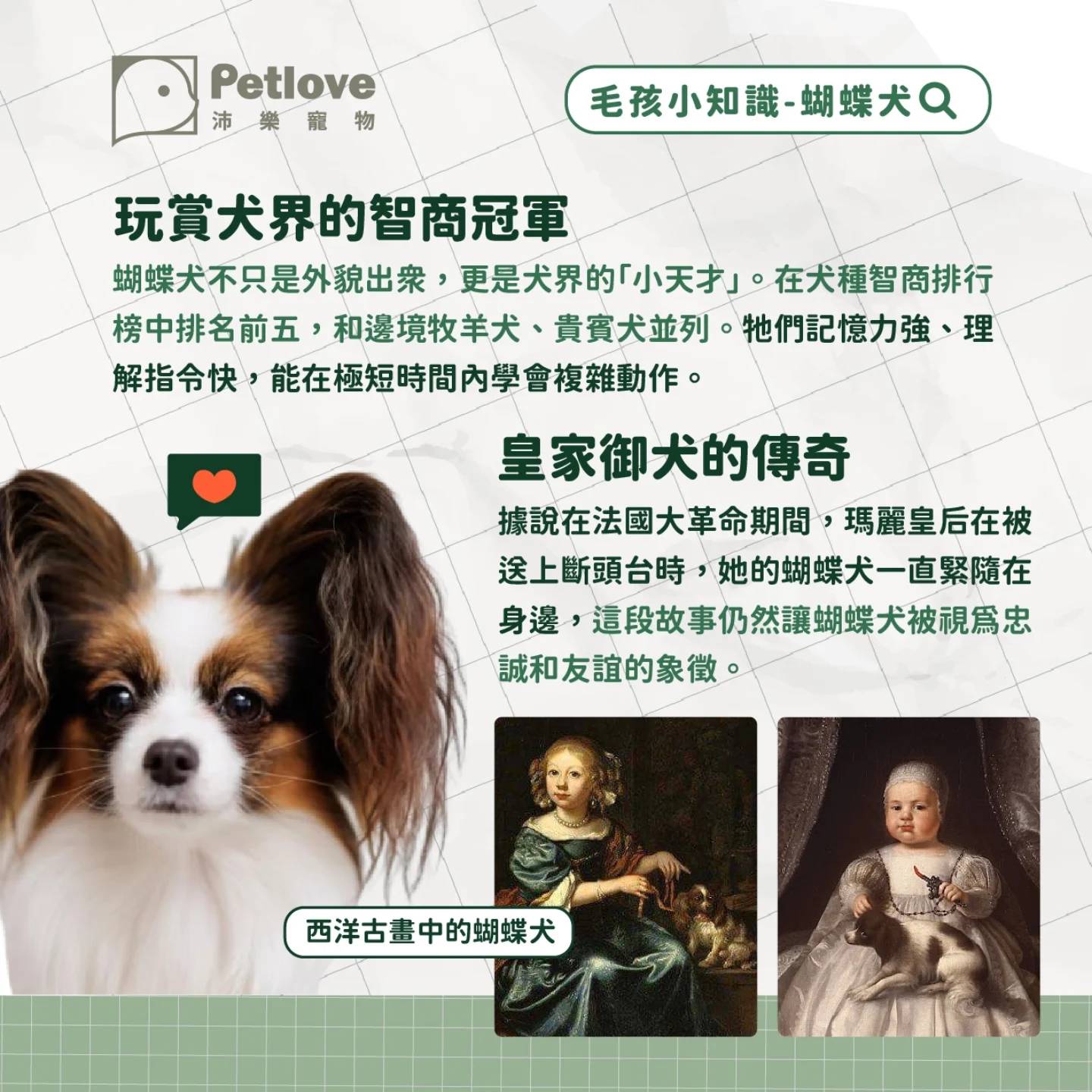 蝴蝶犬介紹|個性特色、飼養重點與健康照護