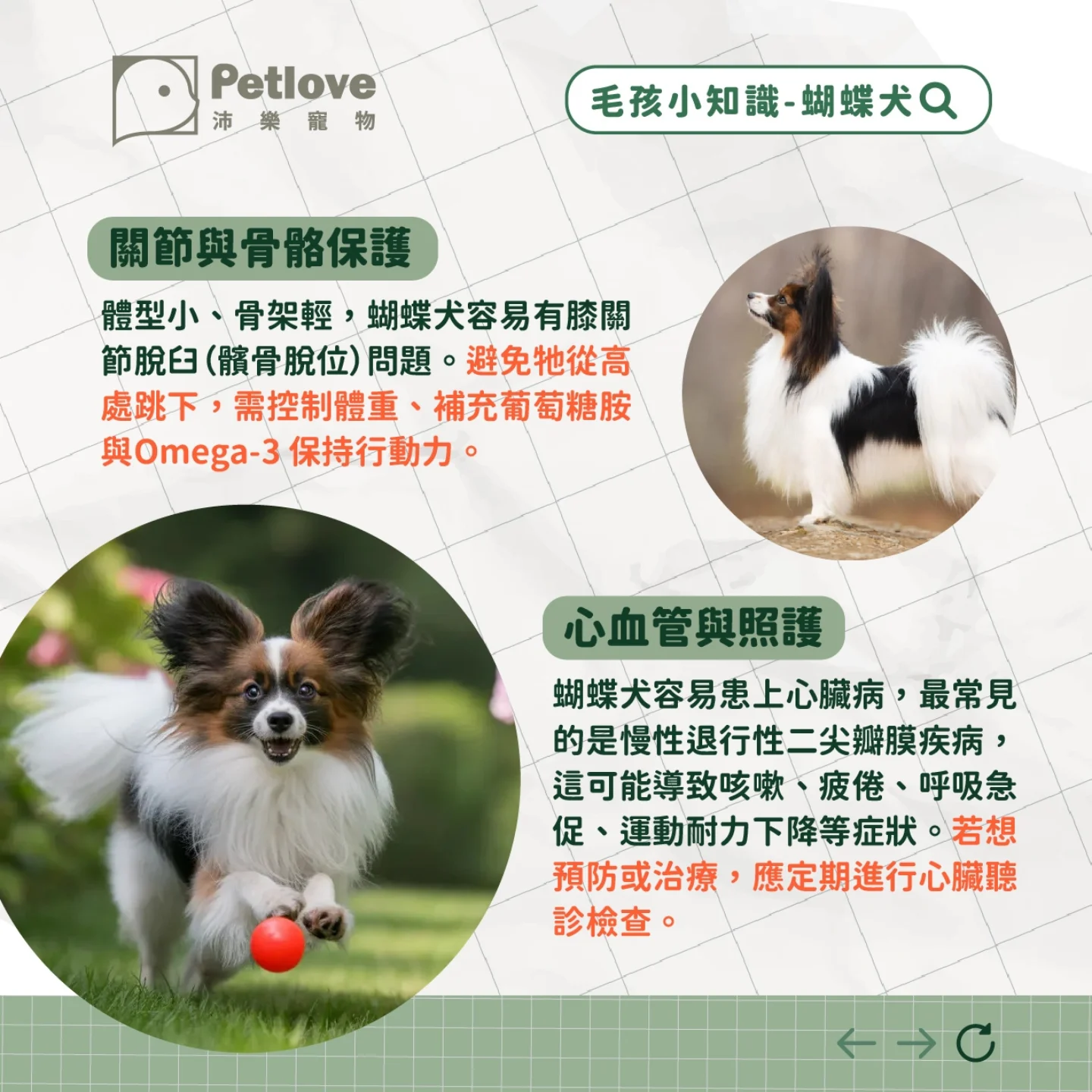 蝴蝶犬介紹|個性特色、飼養重點與健康照護