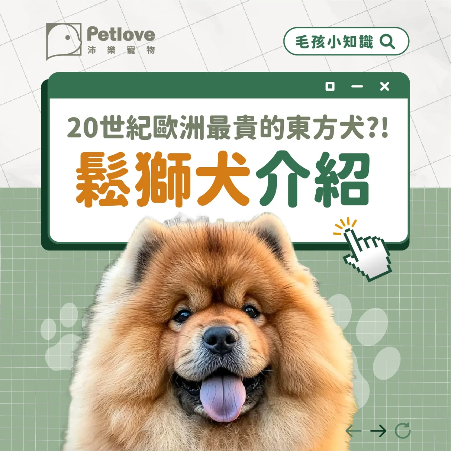 鬆獅犬介紹｜個性特色、飼養重點與健康照護