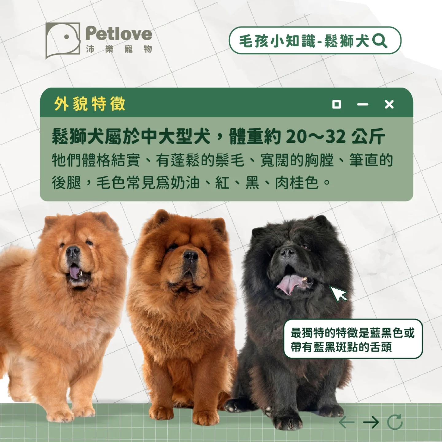 鬆獅犬介紹|個性特色、飼養重點與健康照護